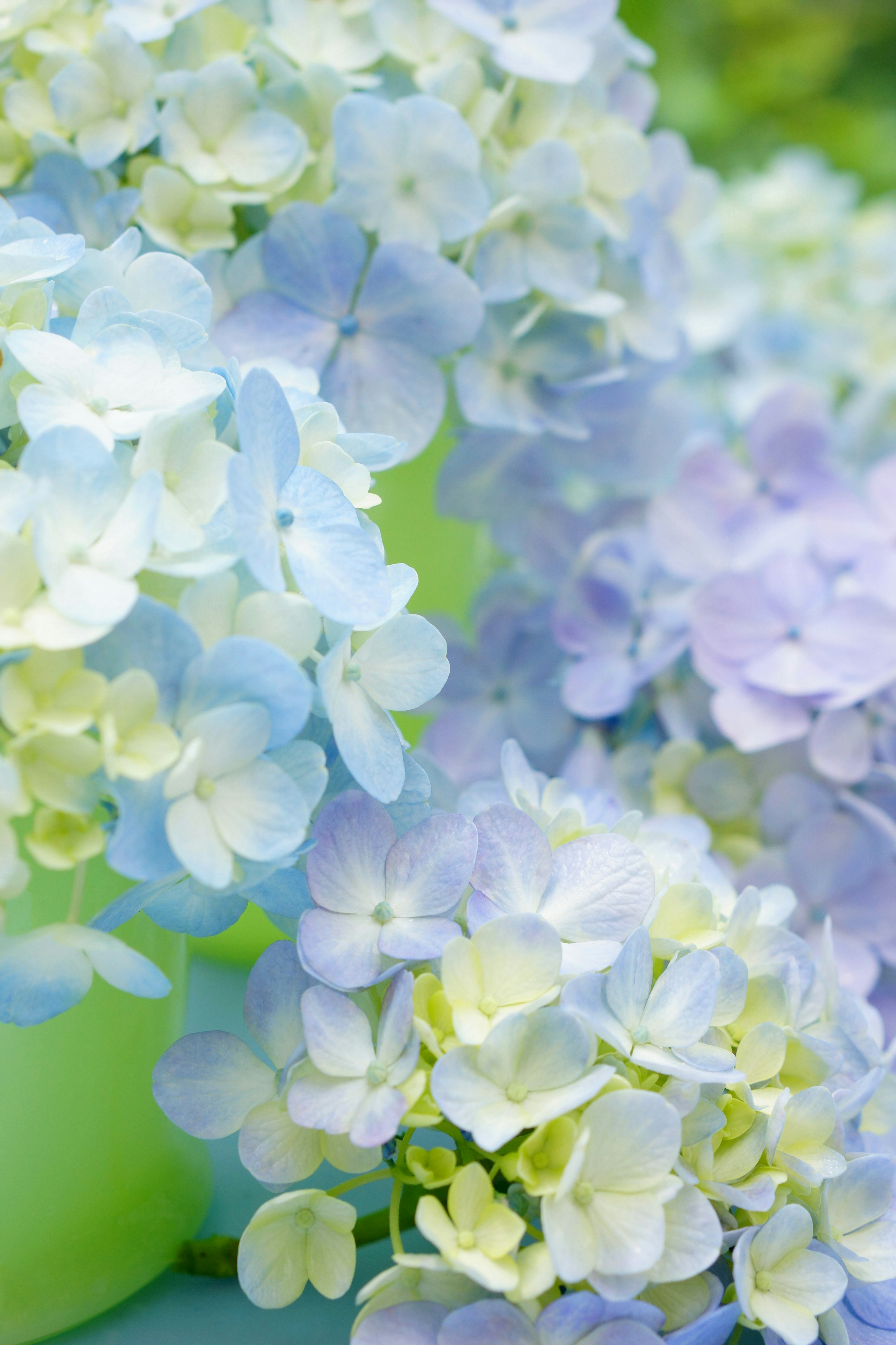 Fiori di ortensia delicati di colore blu e verde in fiore