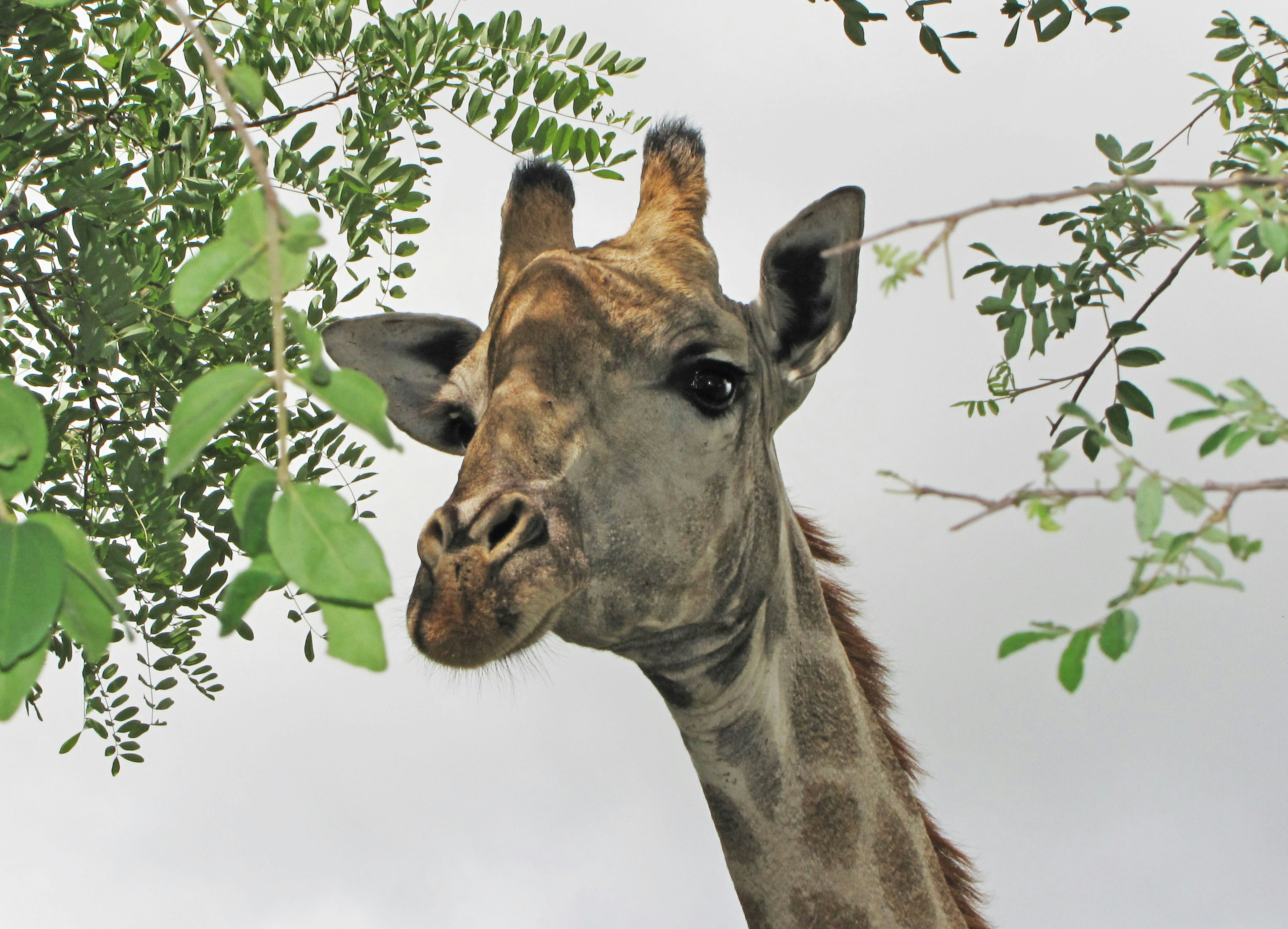 Close-up of a giraffe peeking through leaves