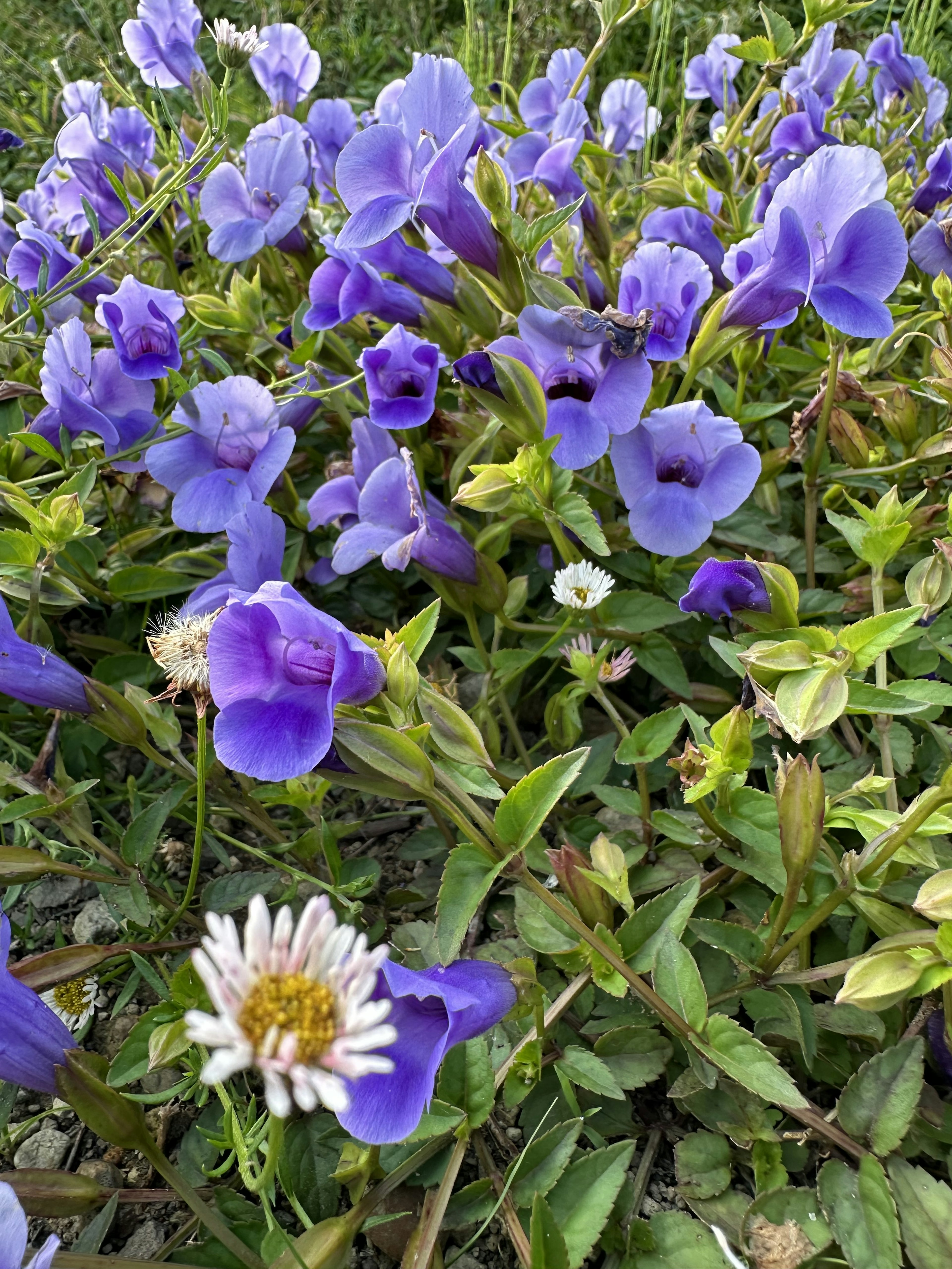 Denso grupo de flores moradas con una flor blanca entre ellas