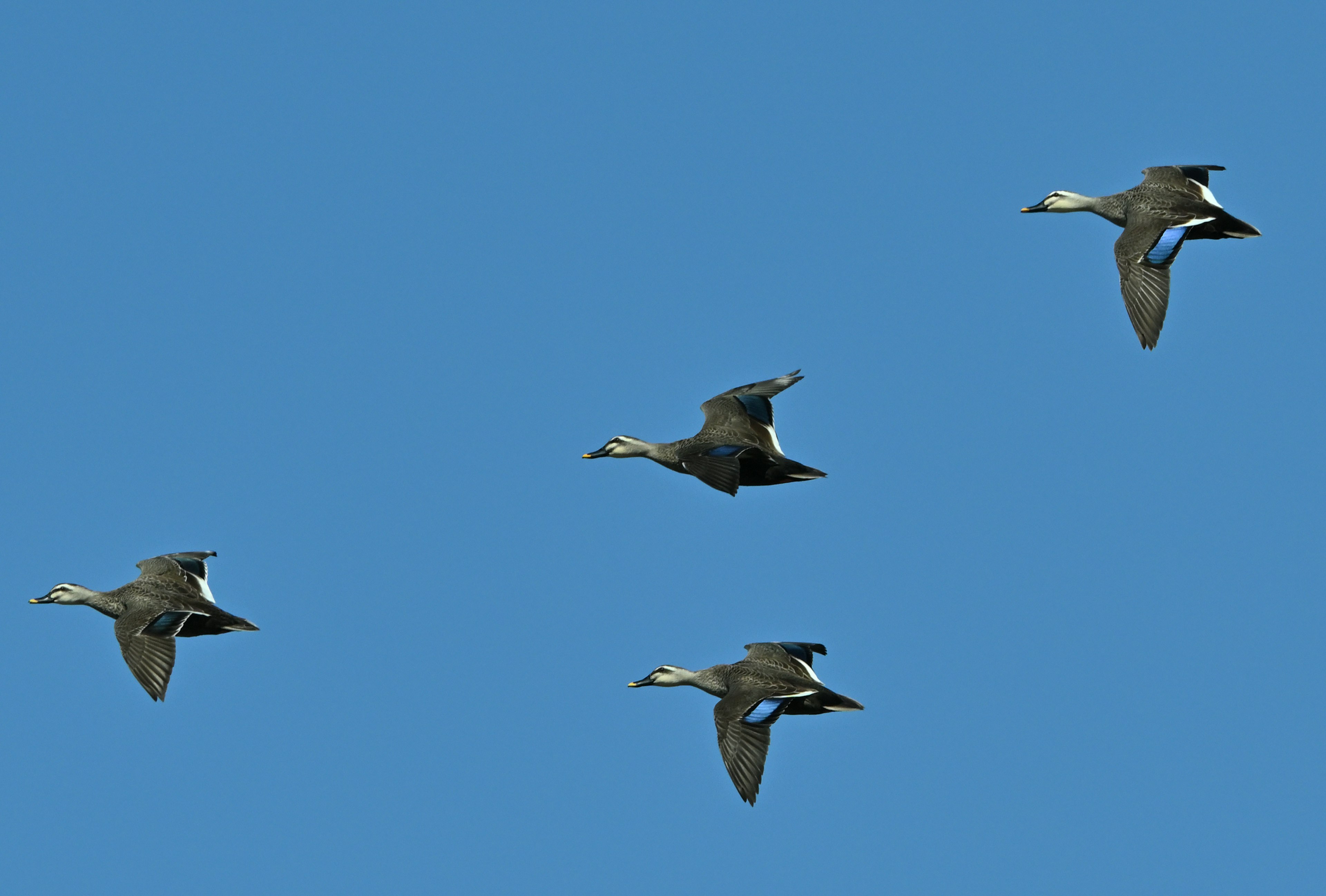 Vier Vögel fliegen vor einem blauen Himmel