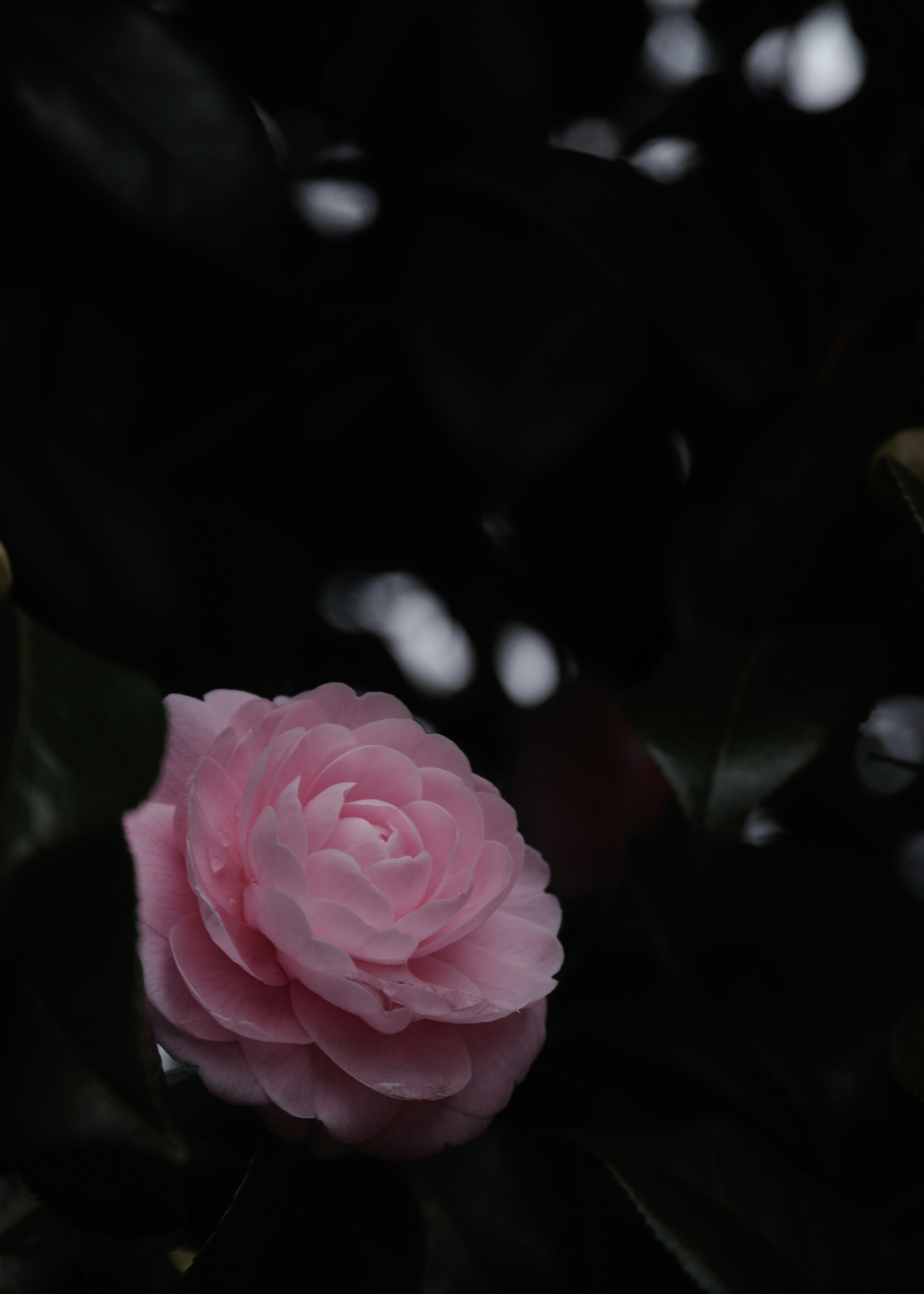 A delicate pink flower stands out against a dark background