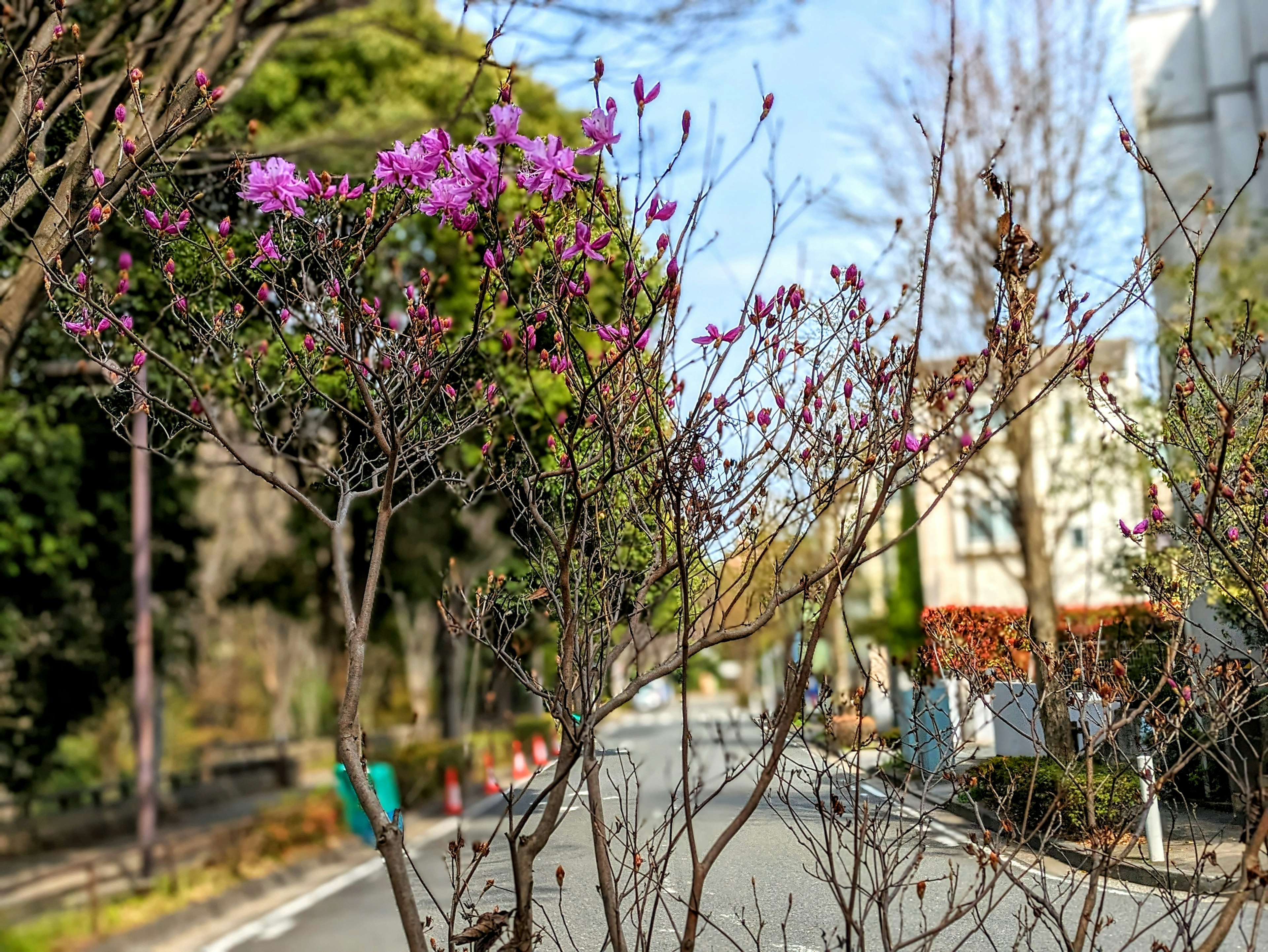 Ein Baum mit lila Blumen entlang einer Straße mit Gebäuden im Hintergrund