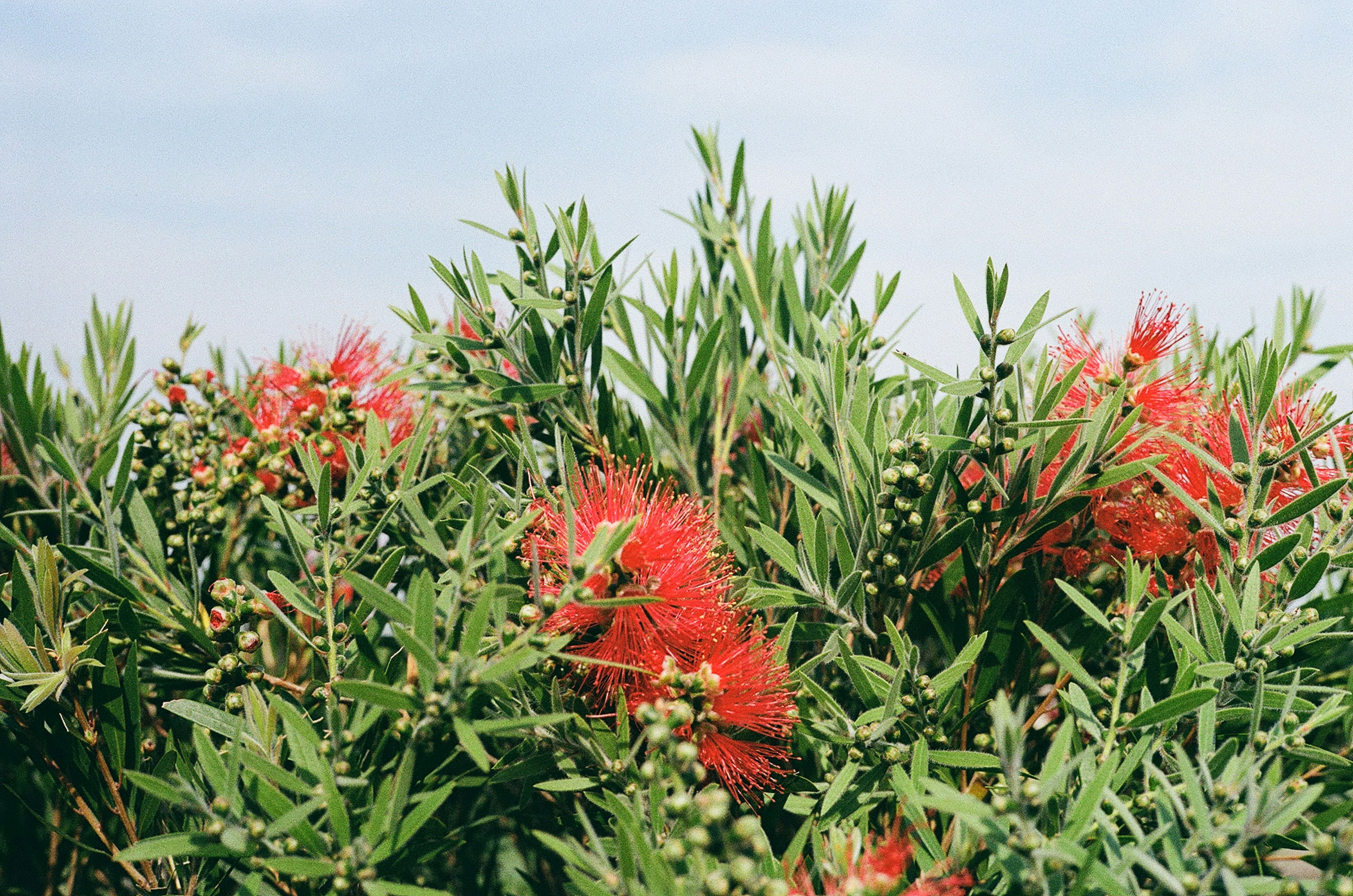 Primer plano de una planta con flores rojas y hojas verdes