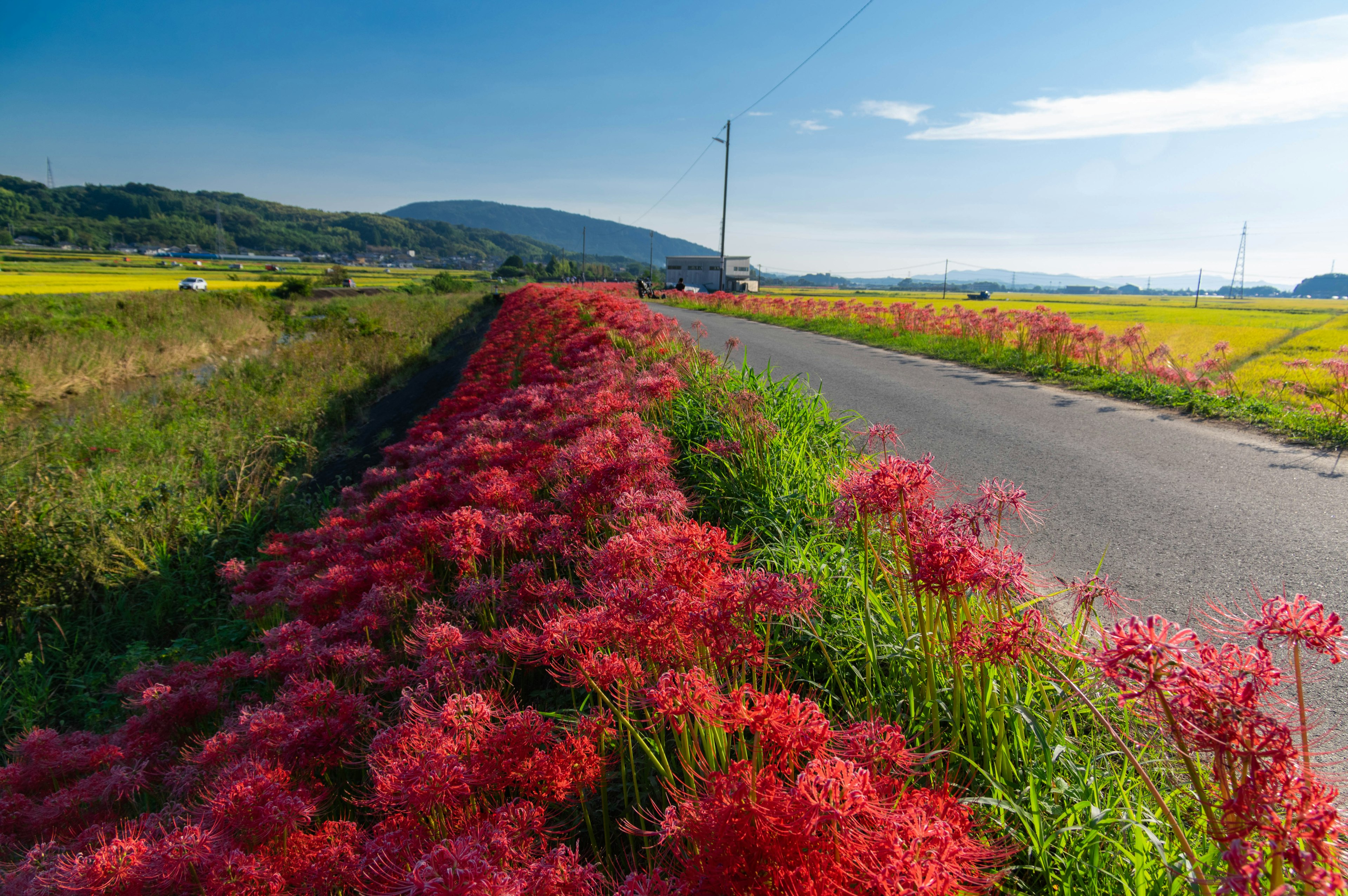 乡村景色，路边有红色花朵