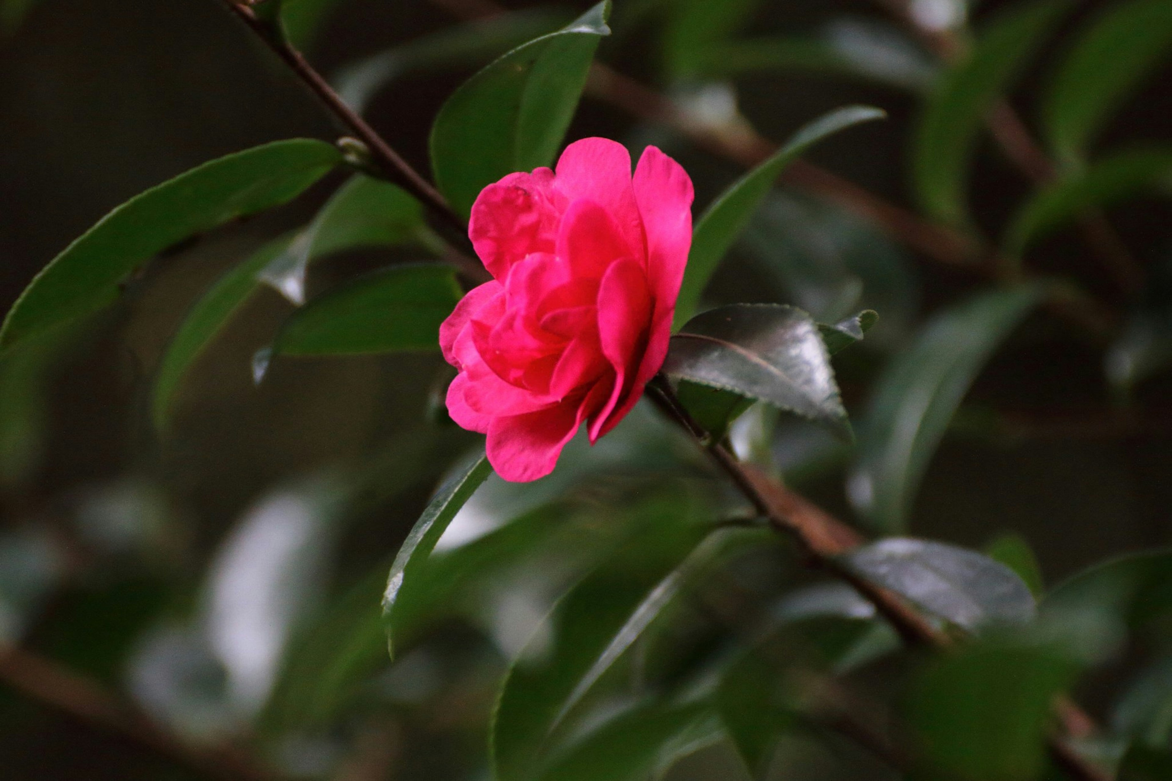 Leuchtende pinke Blüte umgeben von grünen Blättern