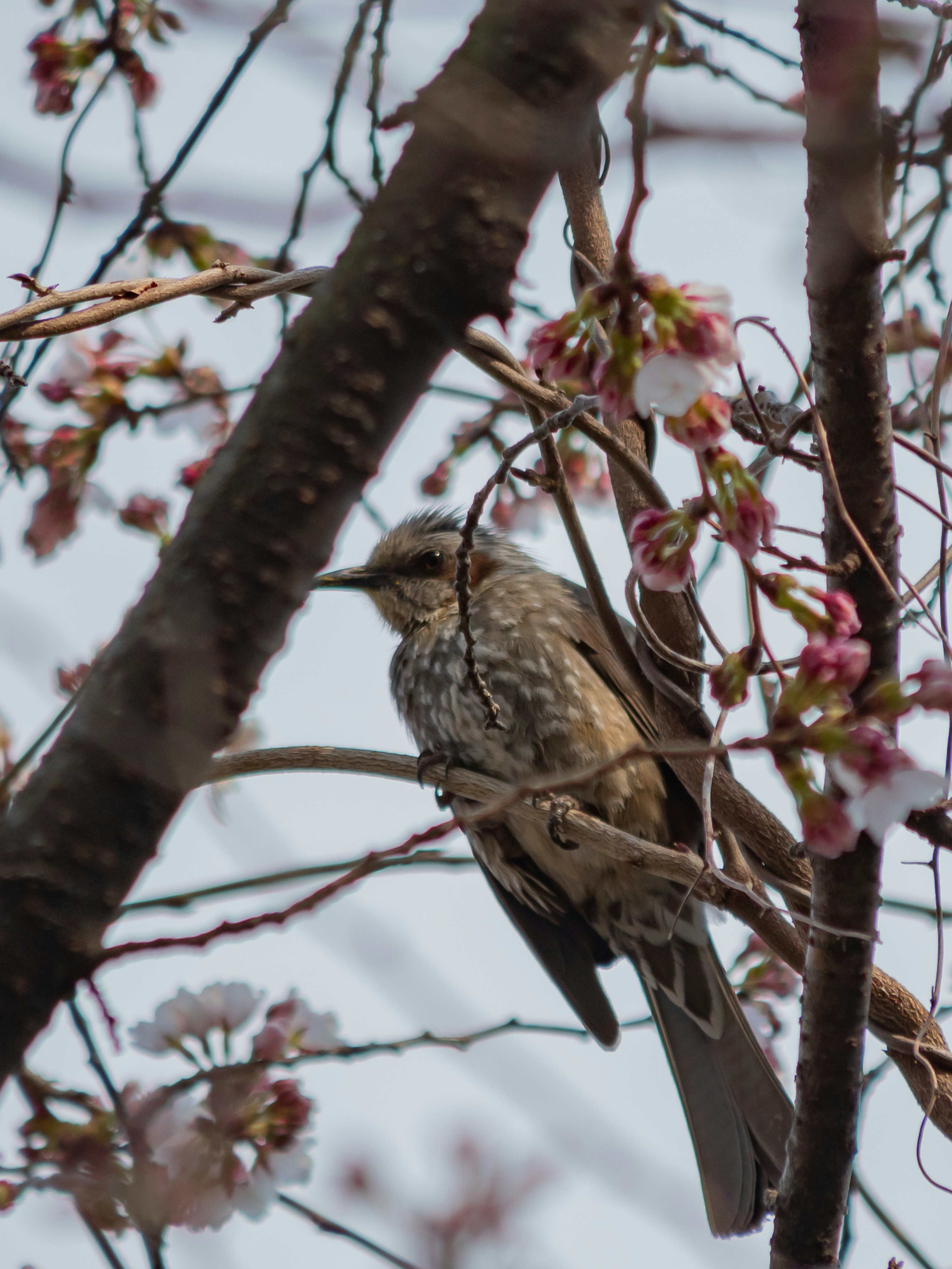 Foto de cerca de un pájaro entre flores de cerezo