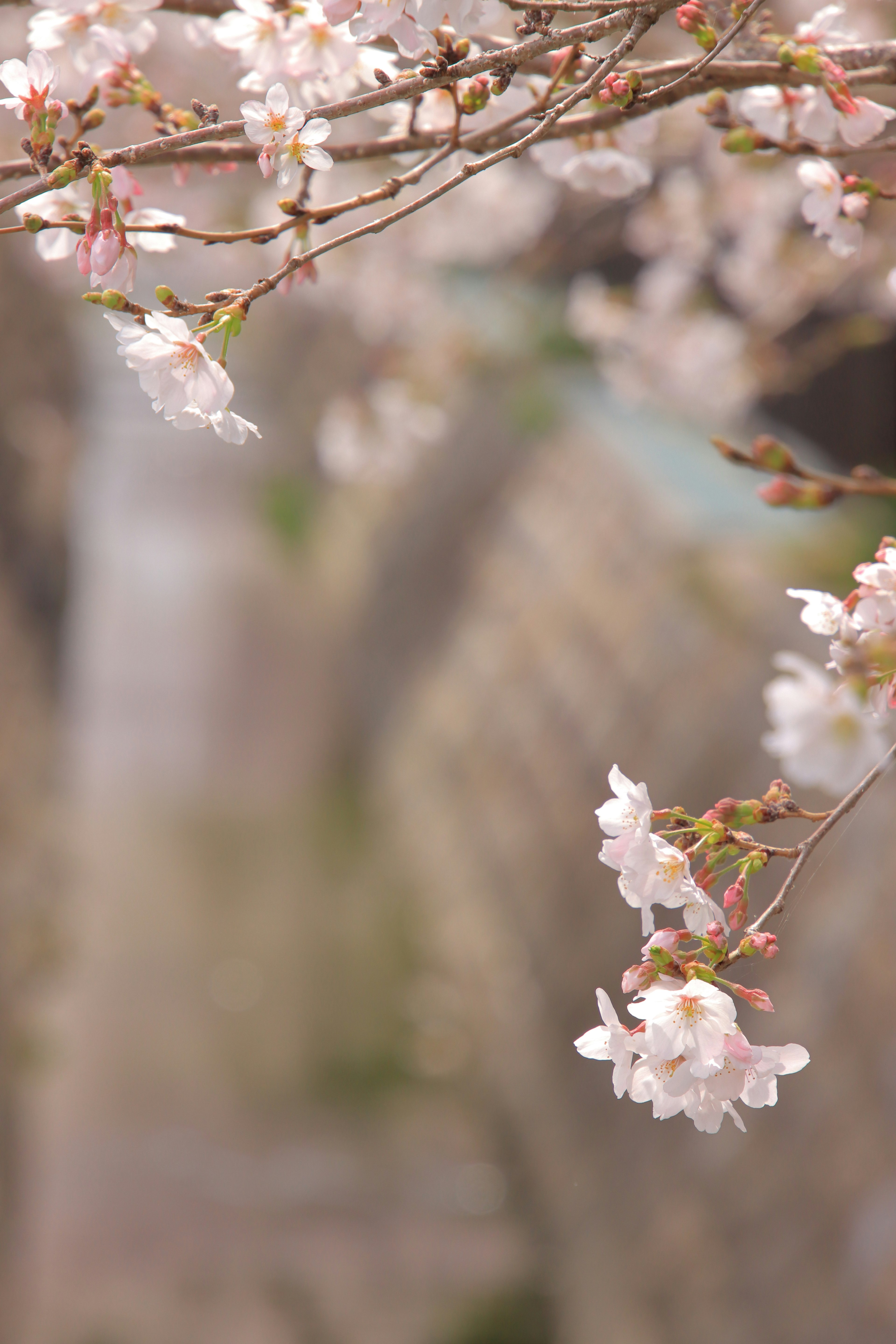 桜の花が咲いている枝のクローズアップとぼかし背景