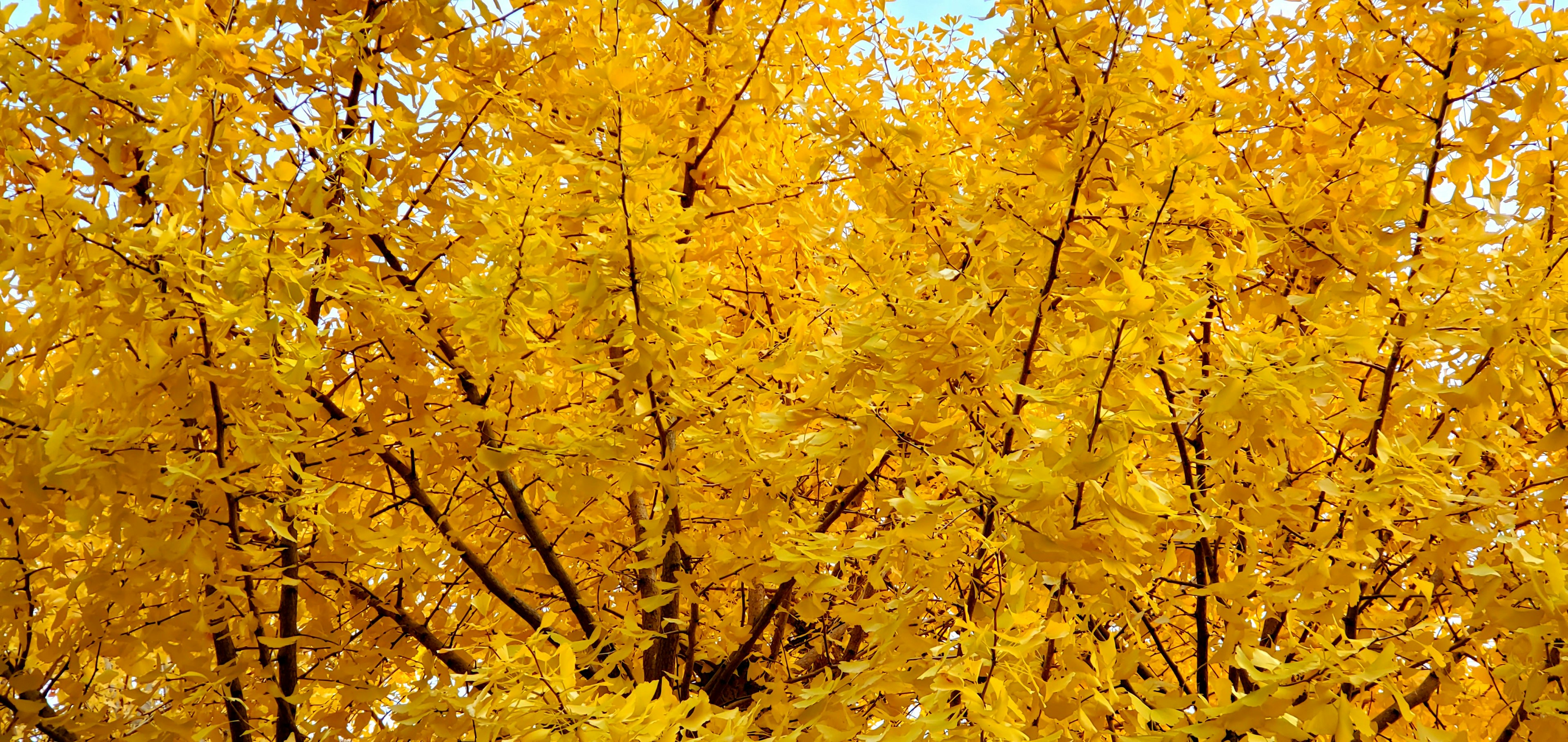 Vibrant yellow leaves on tree branches