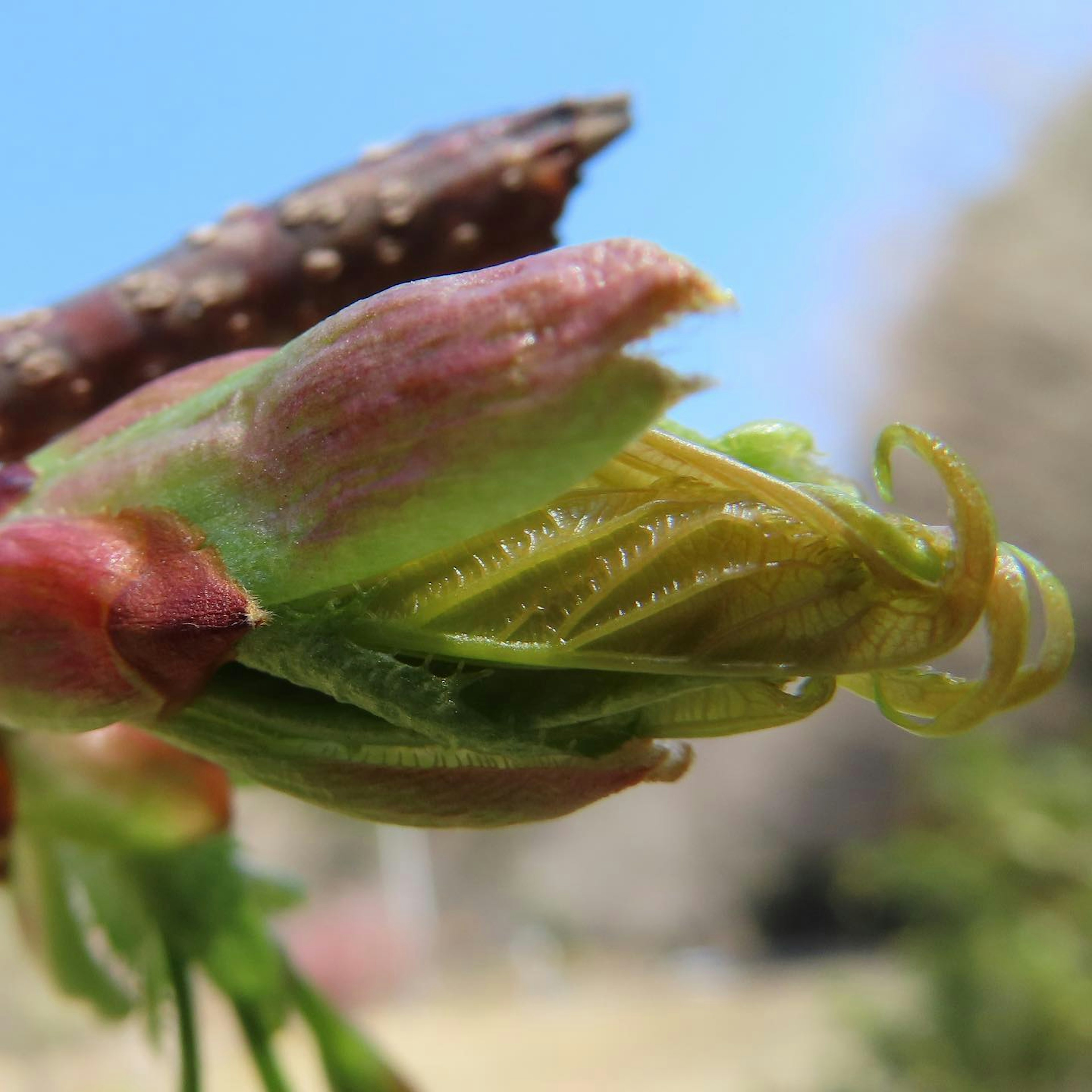 Close-up of a budding flower with green and red hues intricate leaf structures visible