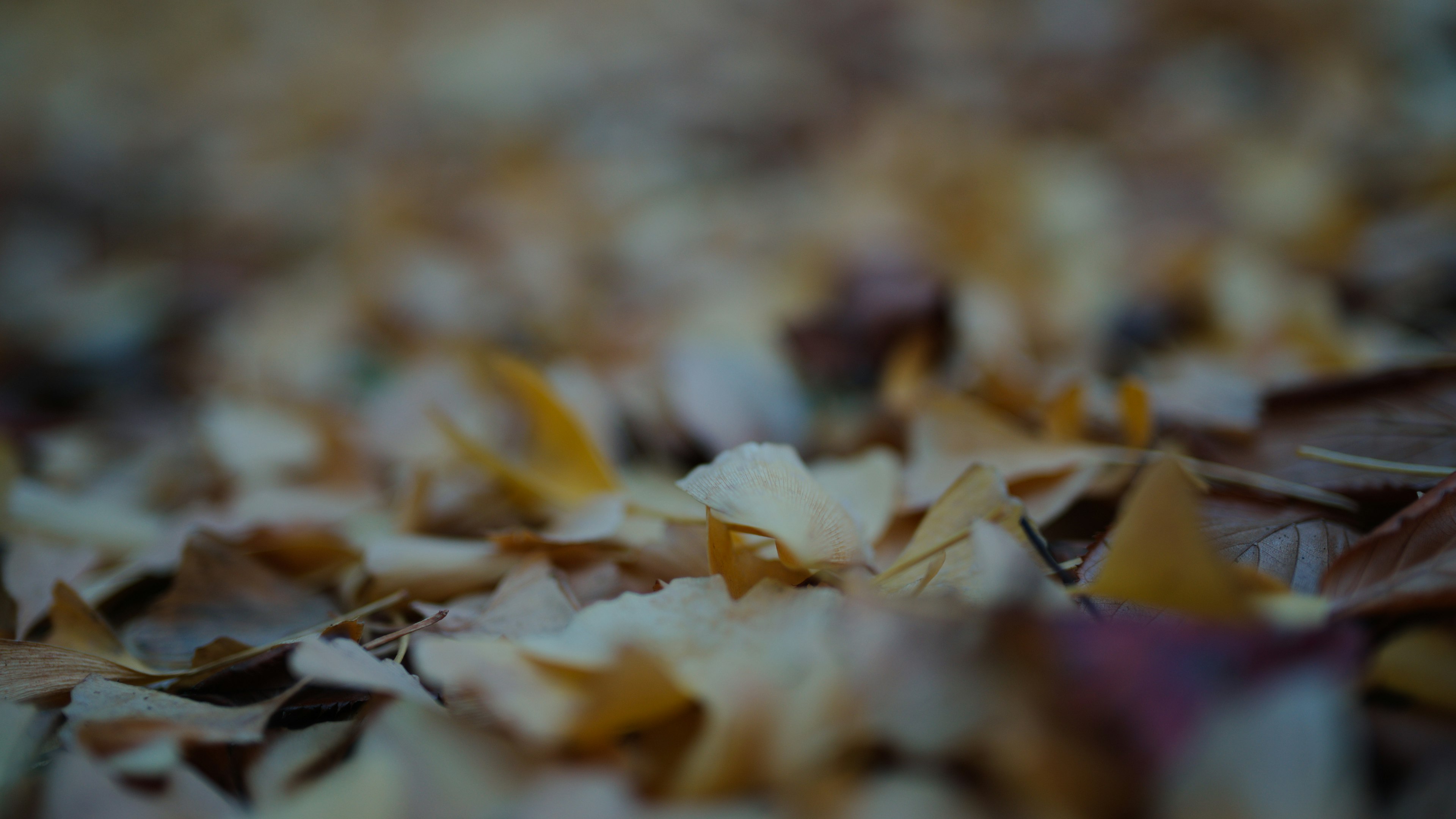 Gros plan de feuilles d'automne éparpillées sur le sol dans des couleurs variées