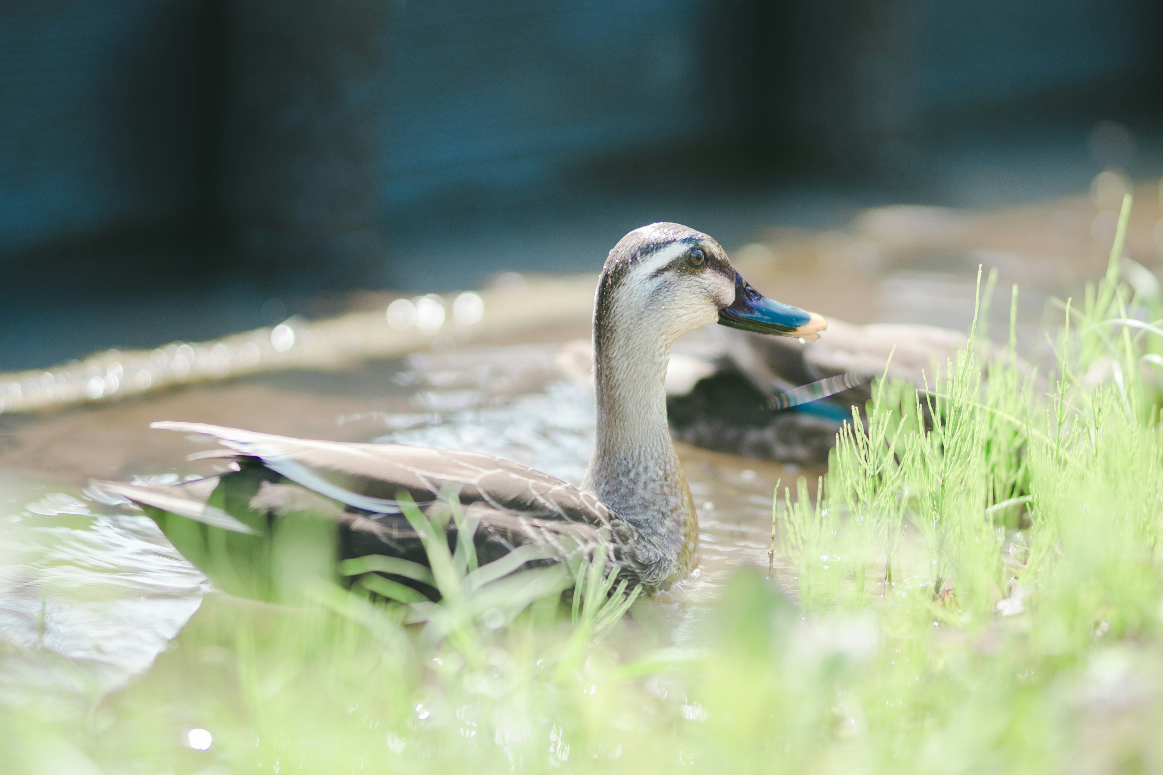 水辺で草の中にいるアヒルたちの写真