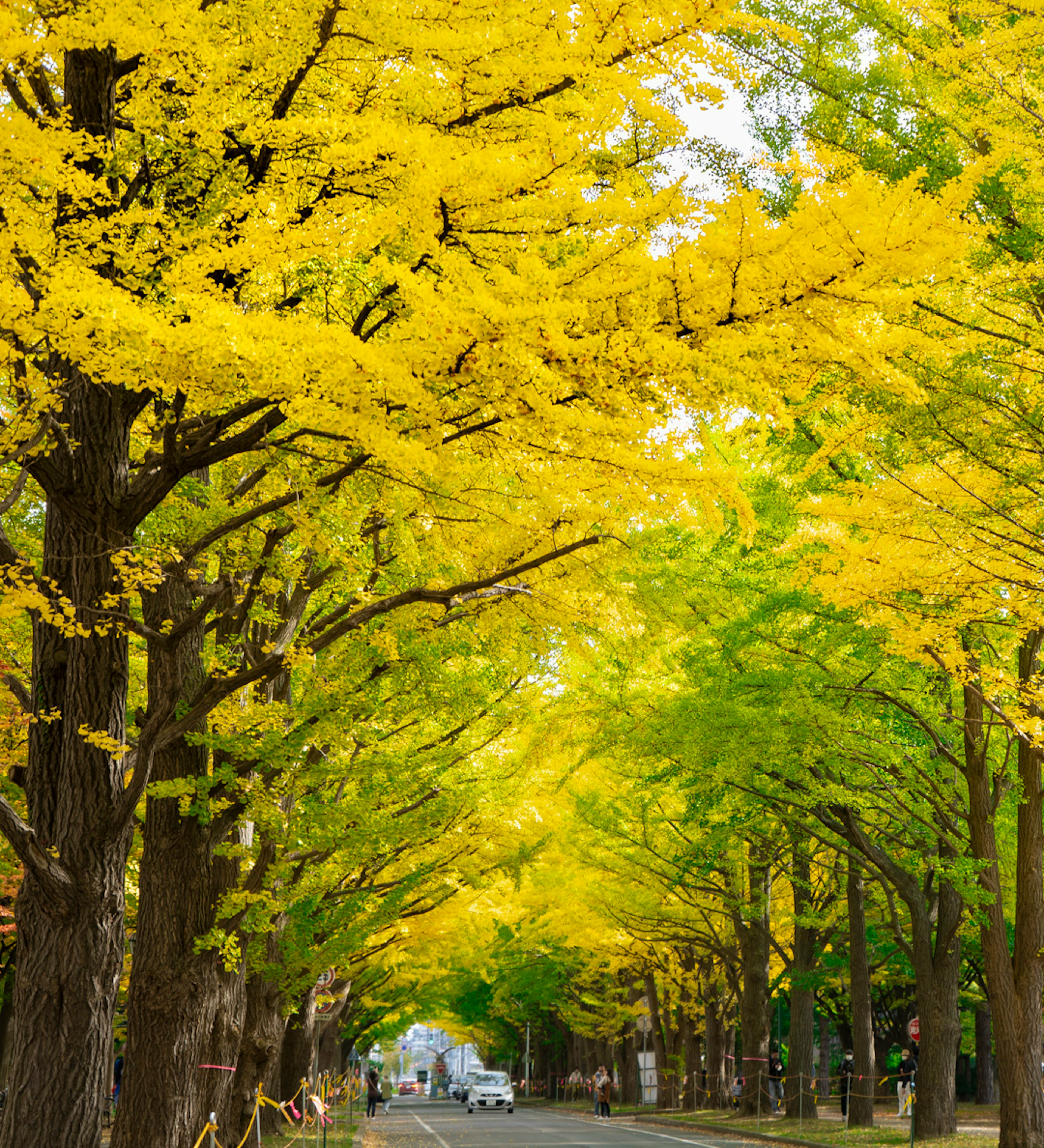 Un chemin bordé d'arbres de ginkgo jaunes