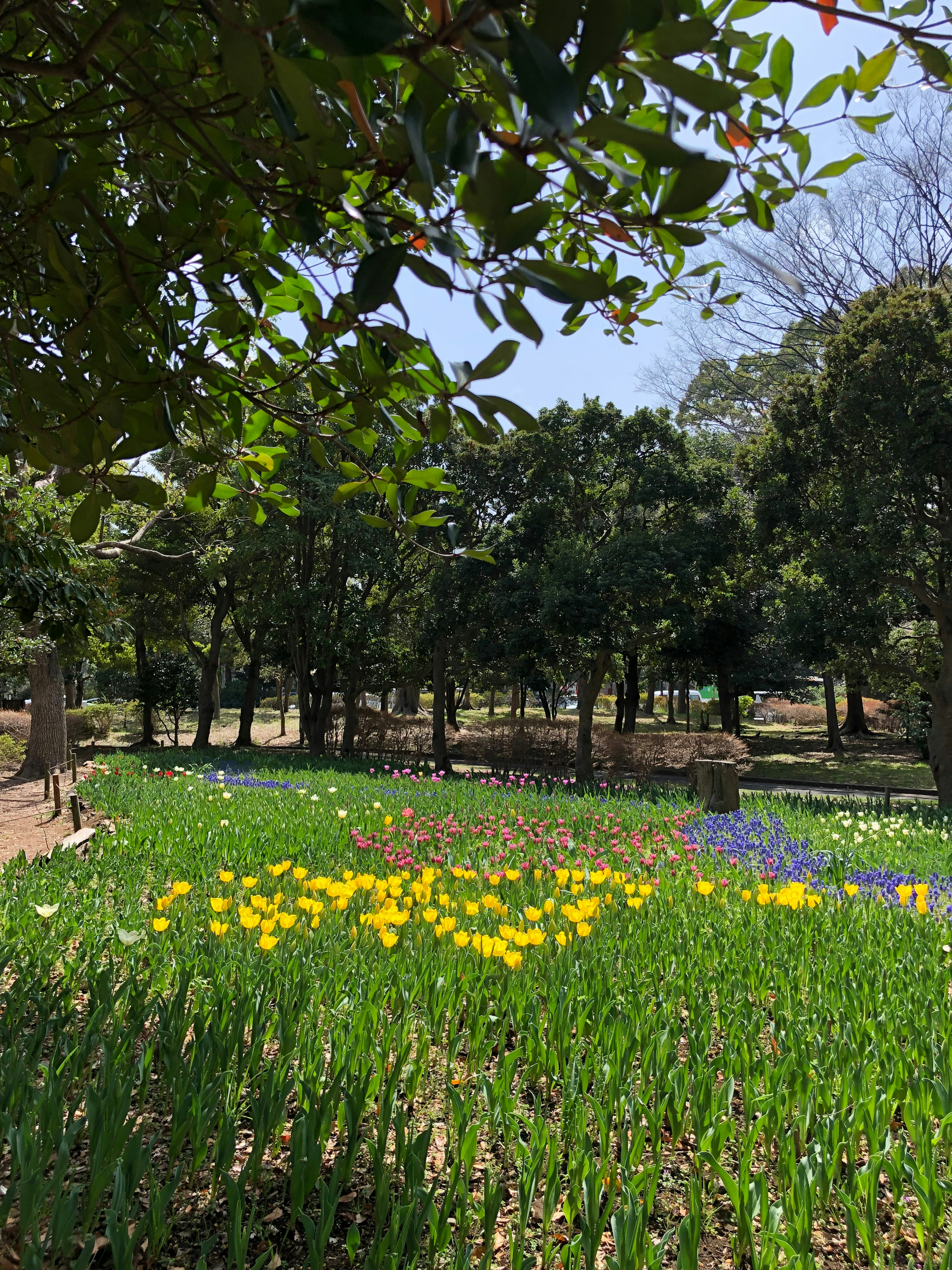 Un paisaje que presenta un campo de flores con tulipanes amarillos en flor visibles a través de hojas verdes