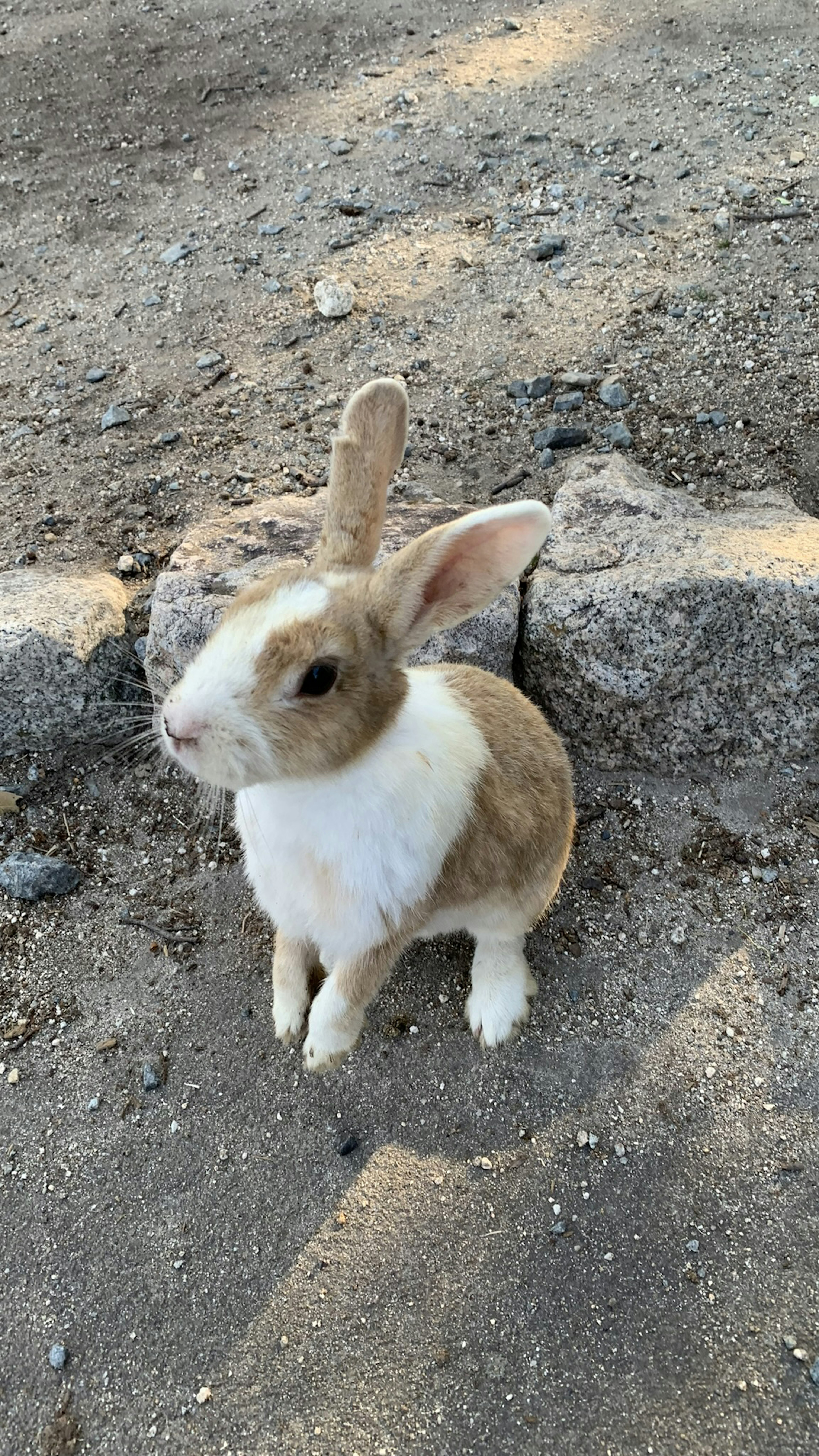 Brown and white rabbit sitting on the ground