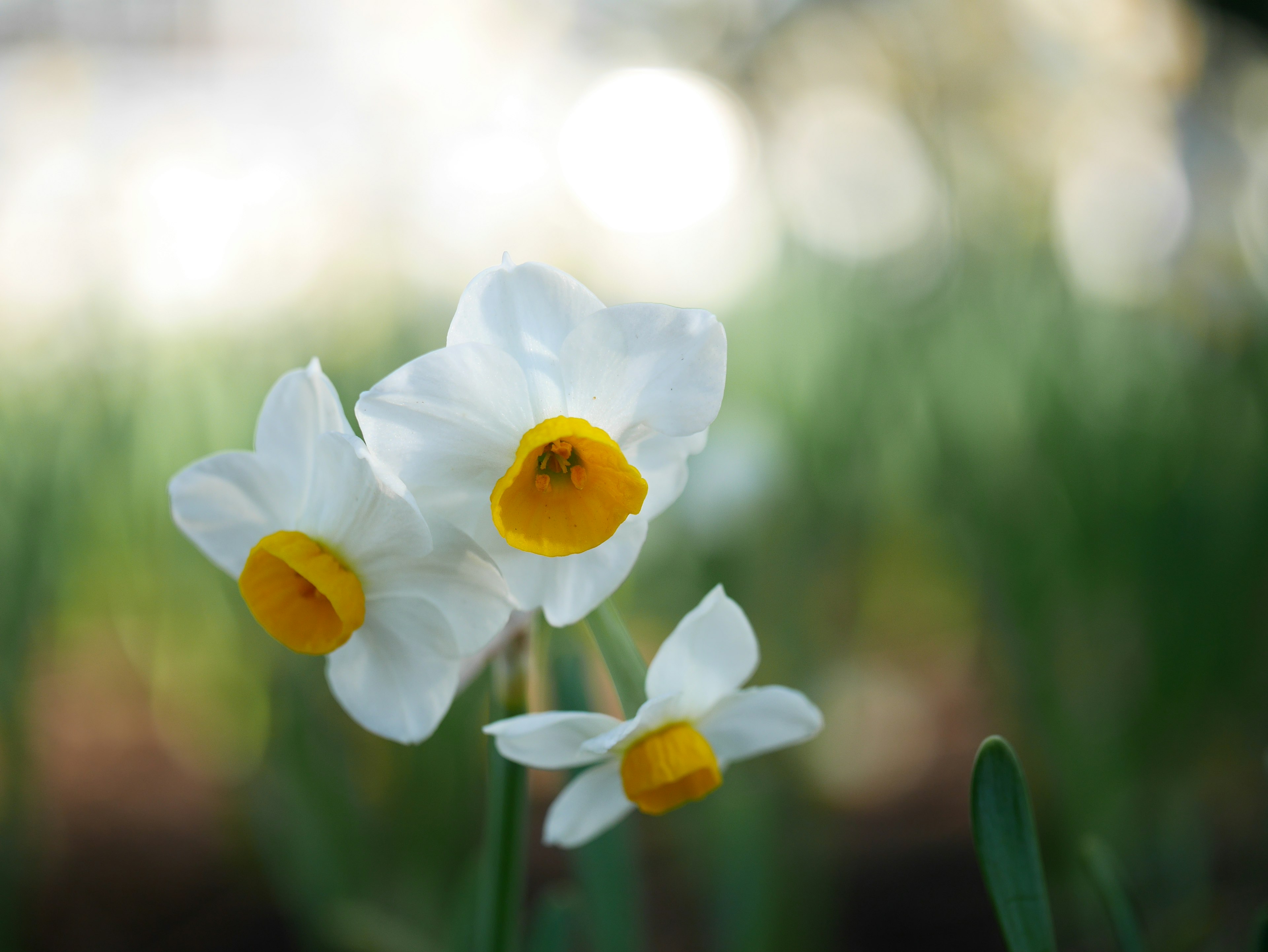 Tiga bunga daffodil putih dengan pusat kuning di latar belakang hijau yang kabur