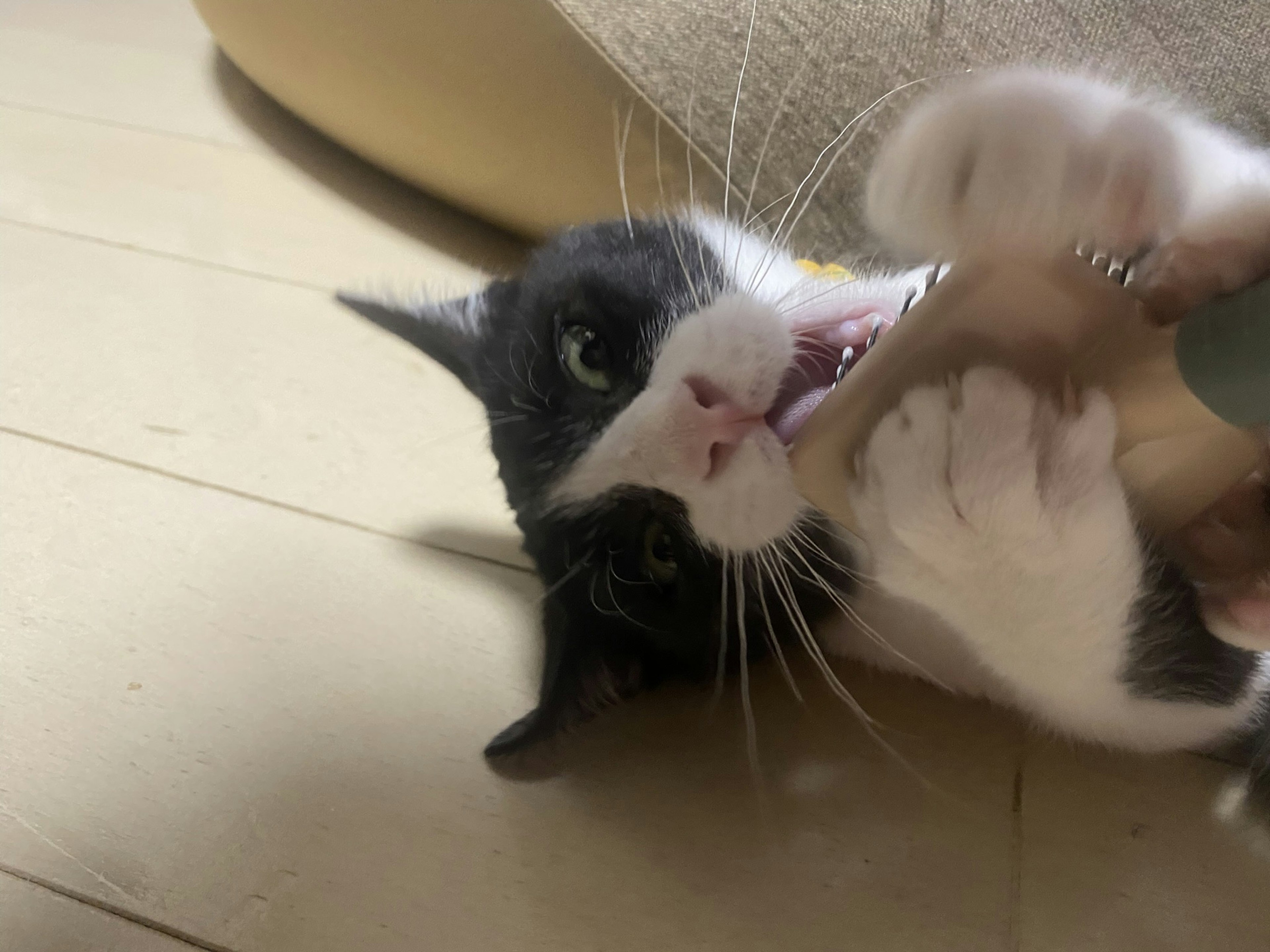 Gato blanco y negro jugando con una mano