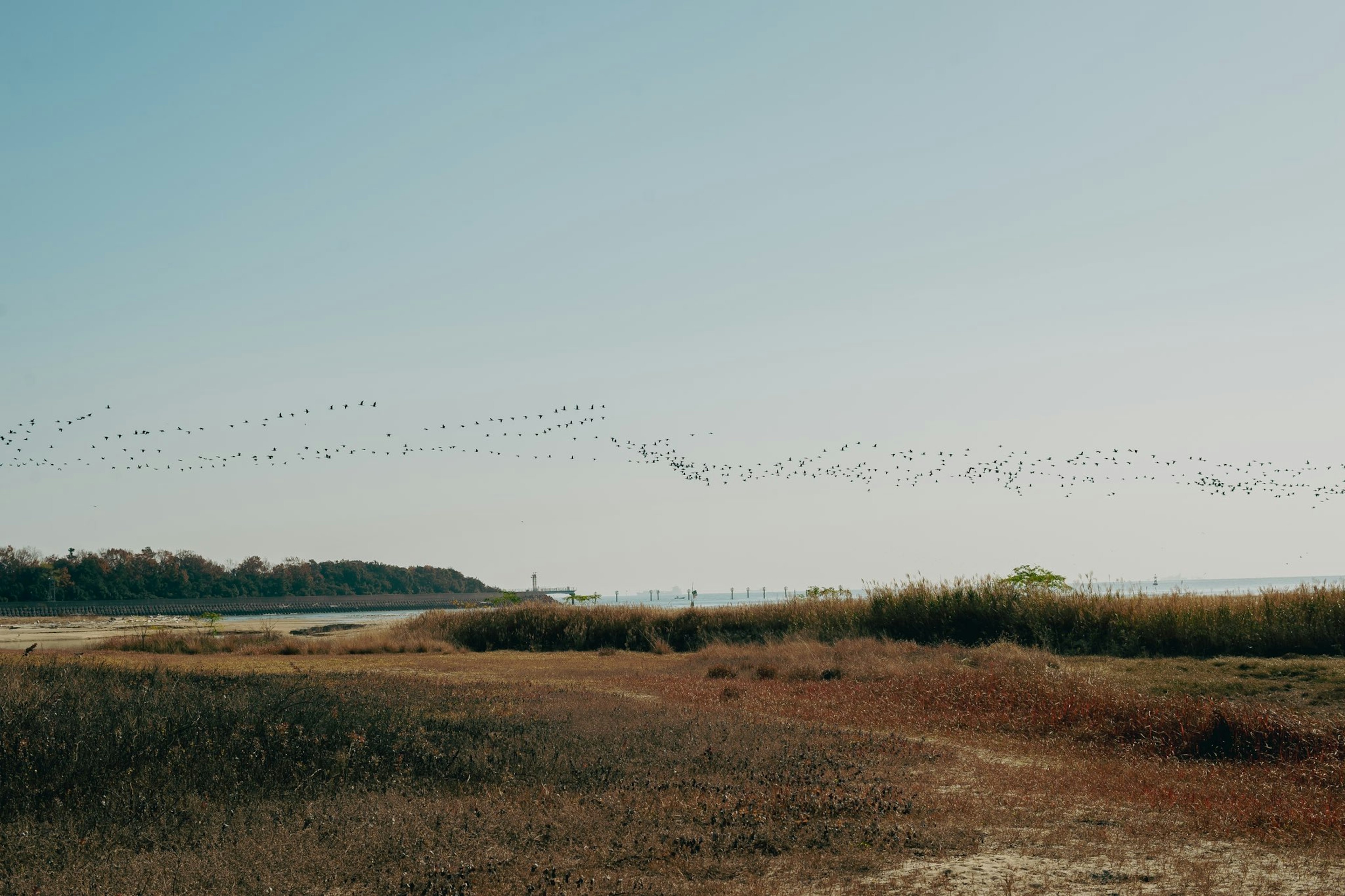 Un groupe d'oiseaux volant au-dessus des zones humides sous un ciel bleu clair