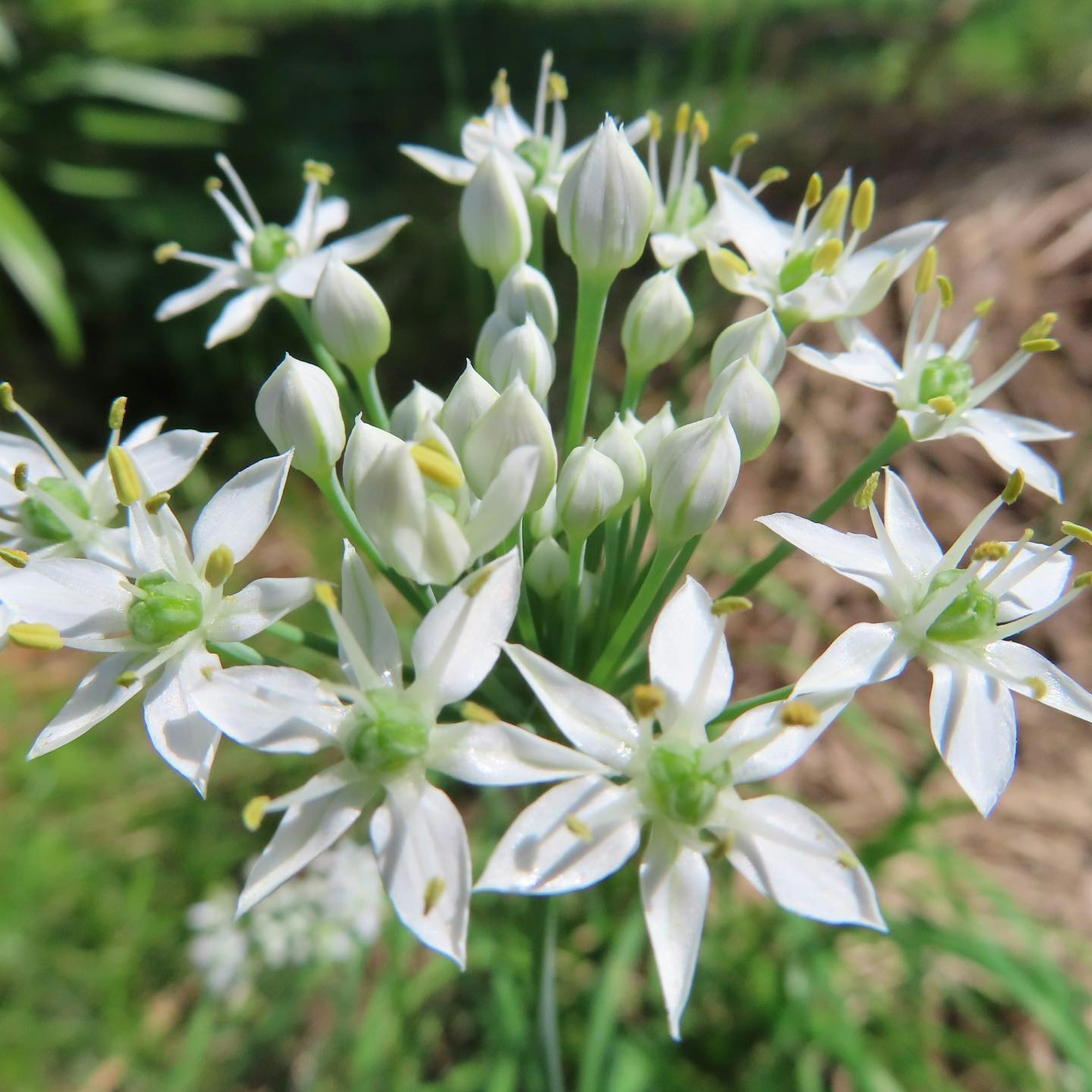 Grupo de flores blancas en flor con fondo verde