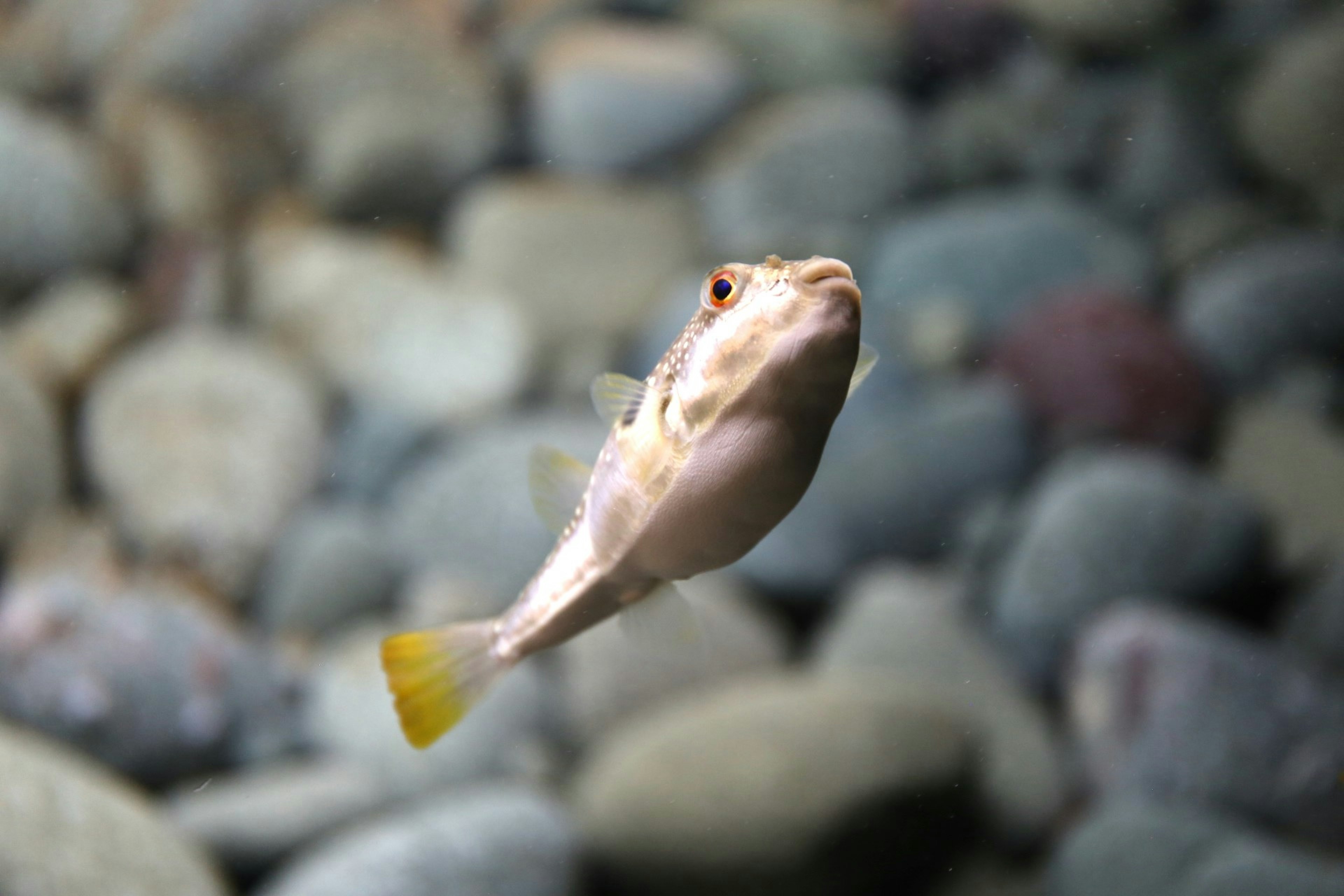 Seekor ikan kecil berenang di atas kerikil di dalam air