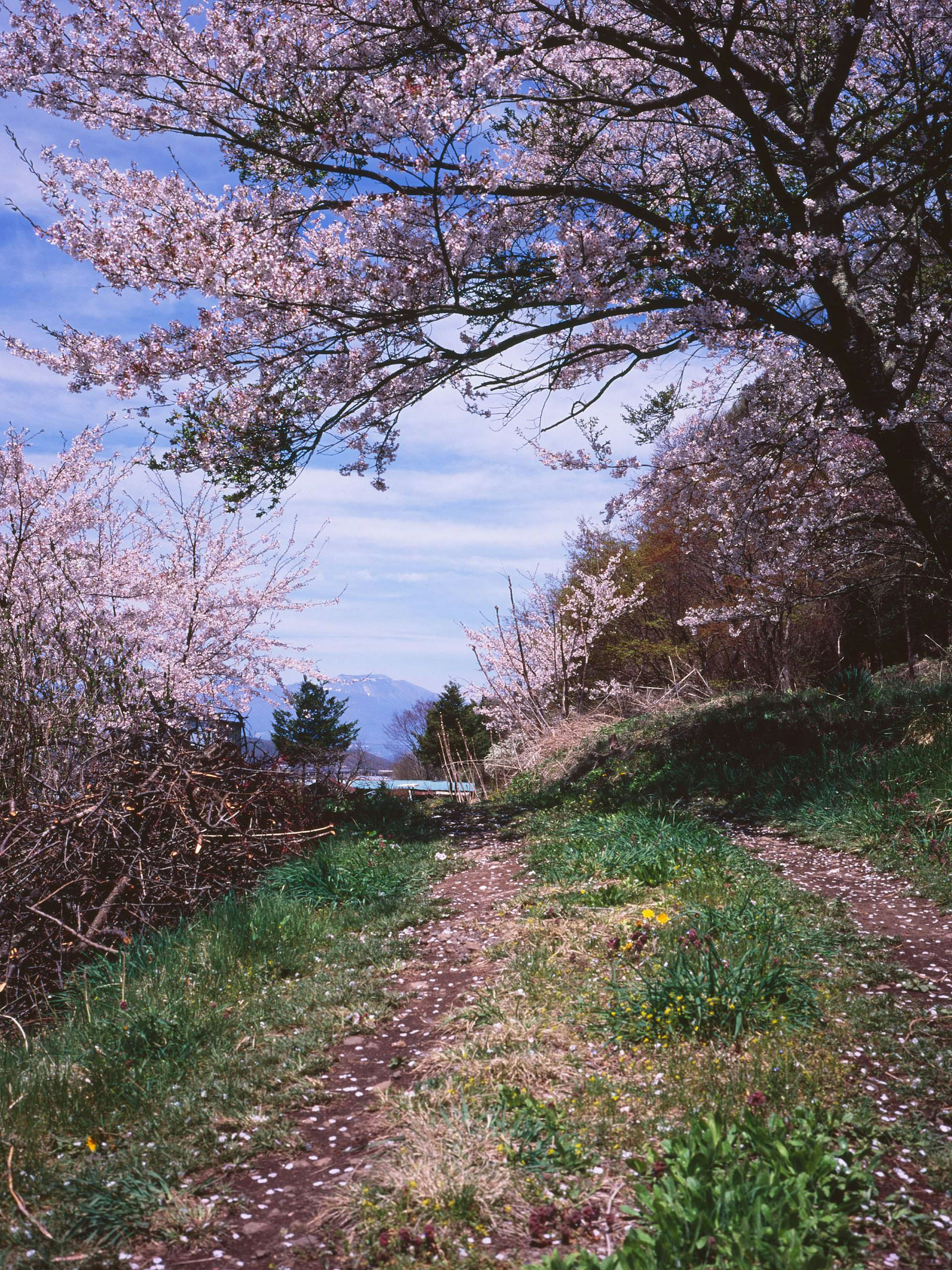 Jalan yang dikelilingi pohon sakura berbunga di bawah langit biru