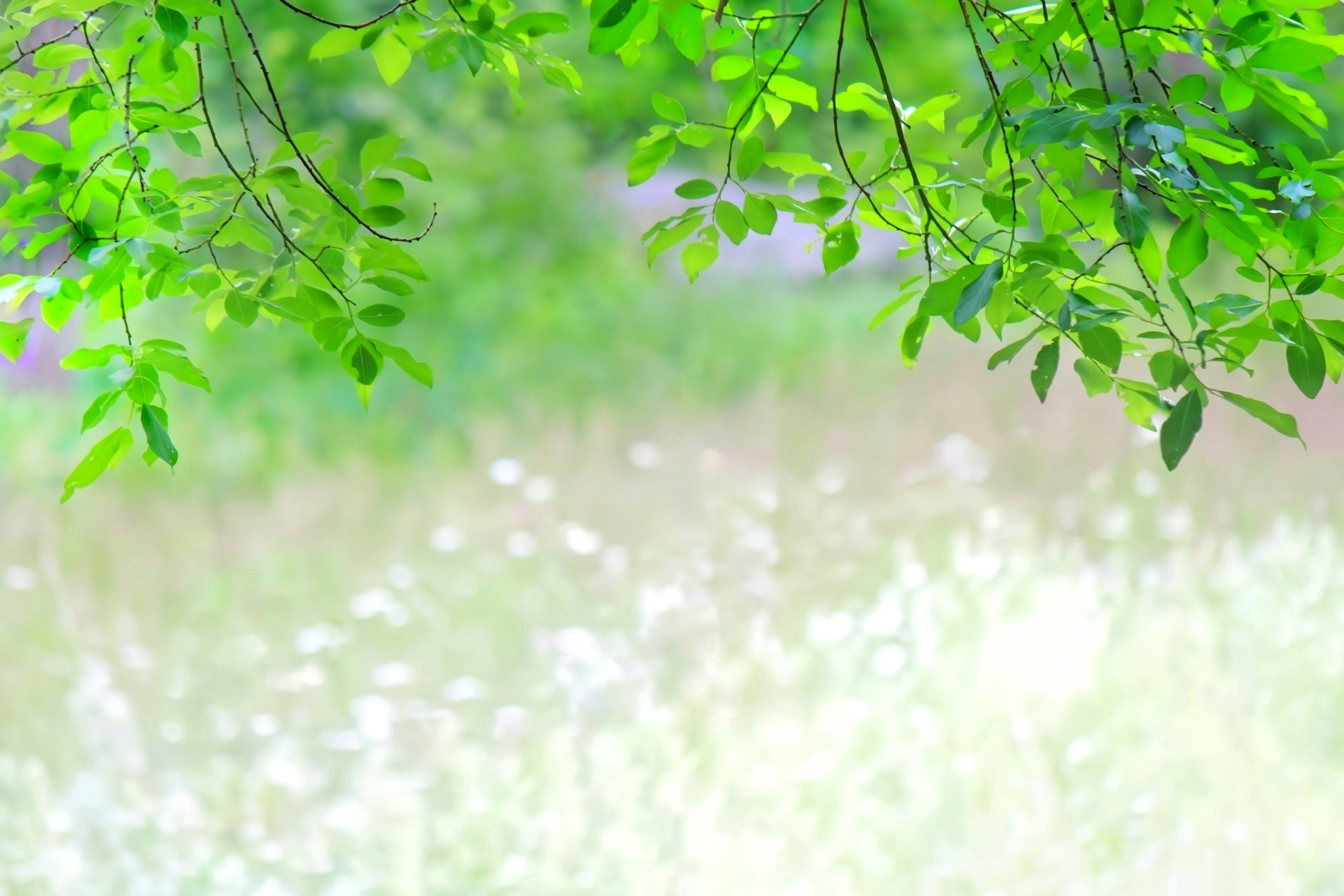 Branches avec des feuilles vertes luxuriantes en haut et un fond blanc flou en bas