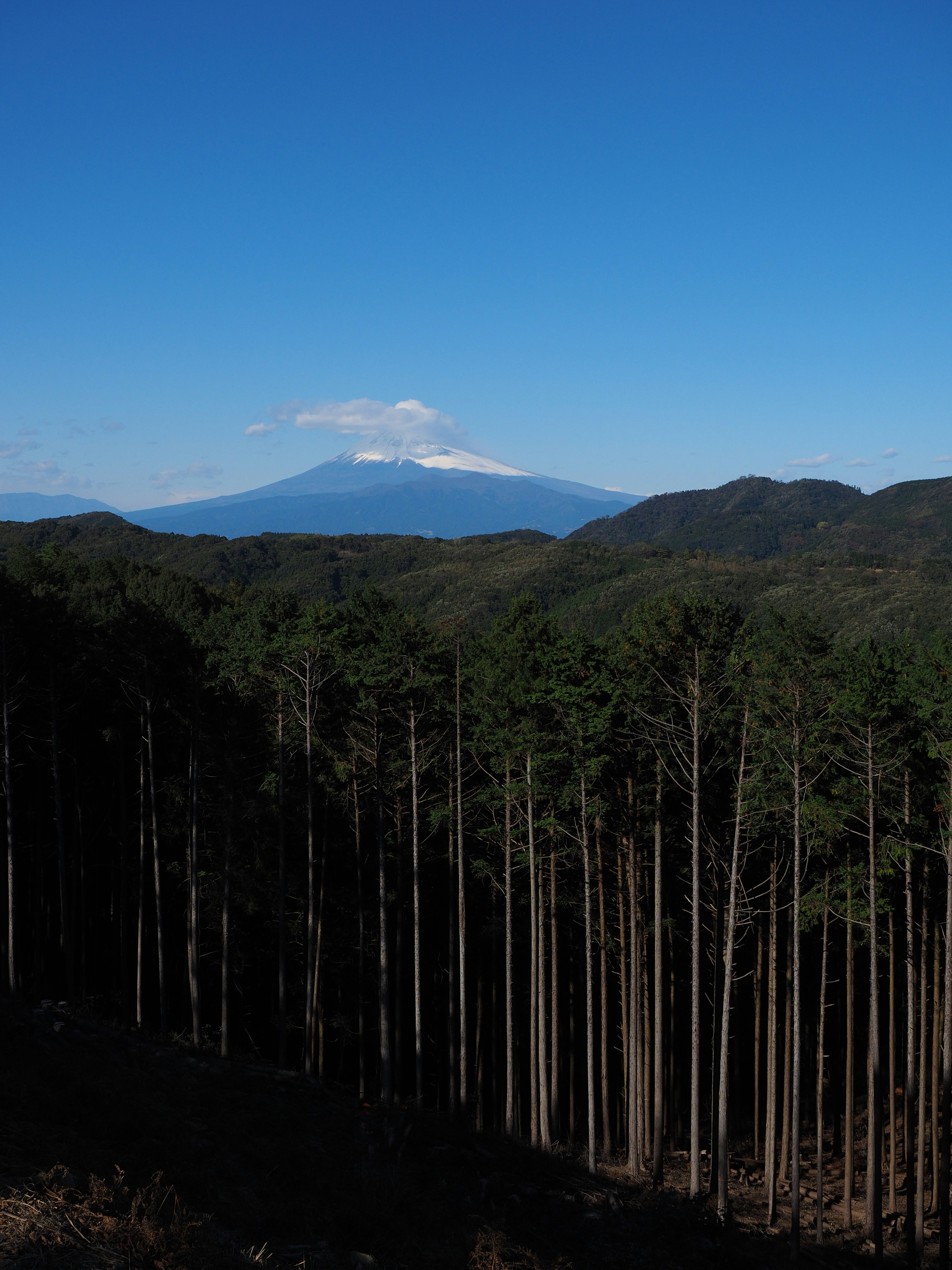 青い空と富士山が見える森林の風景