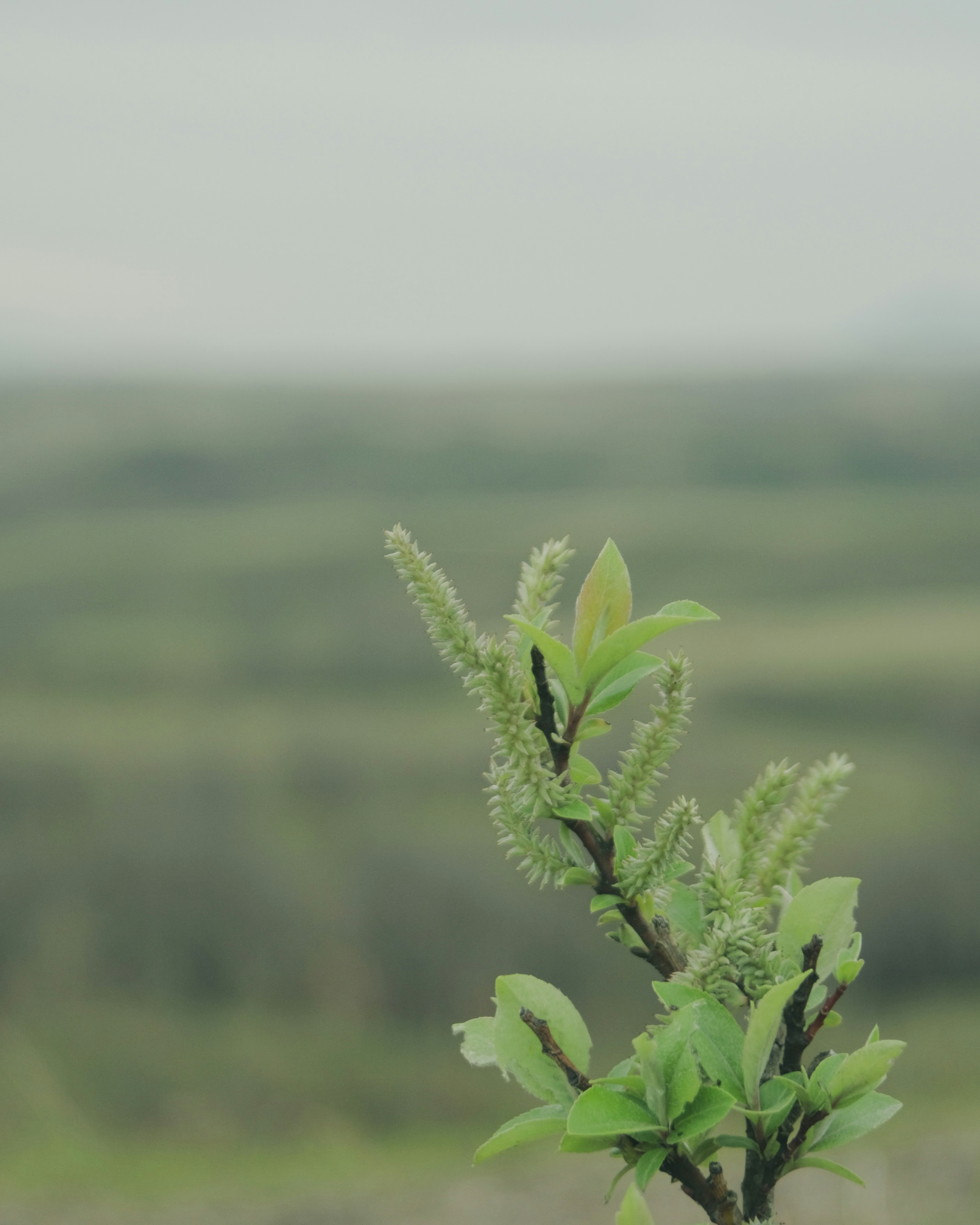 Close-up of a branch with fresh green leaves against a blurred green landscape