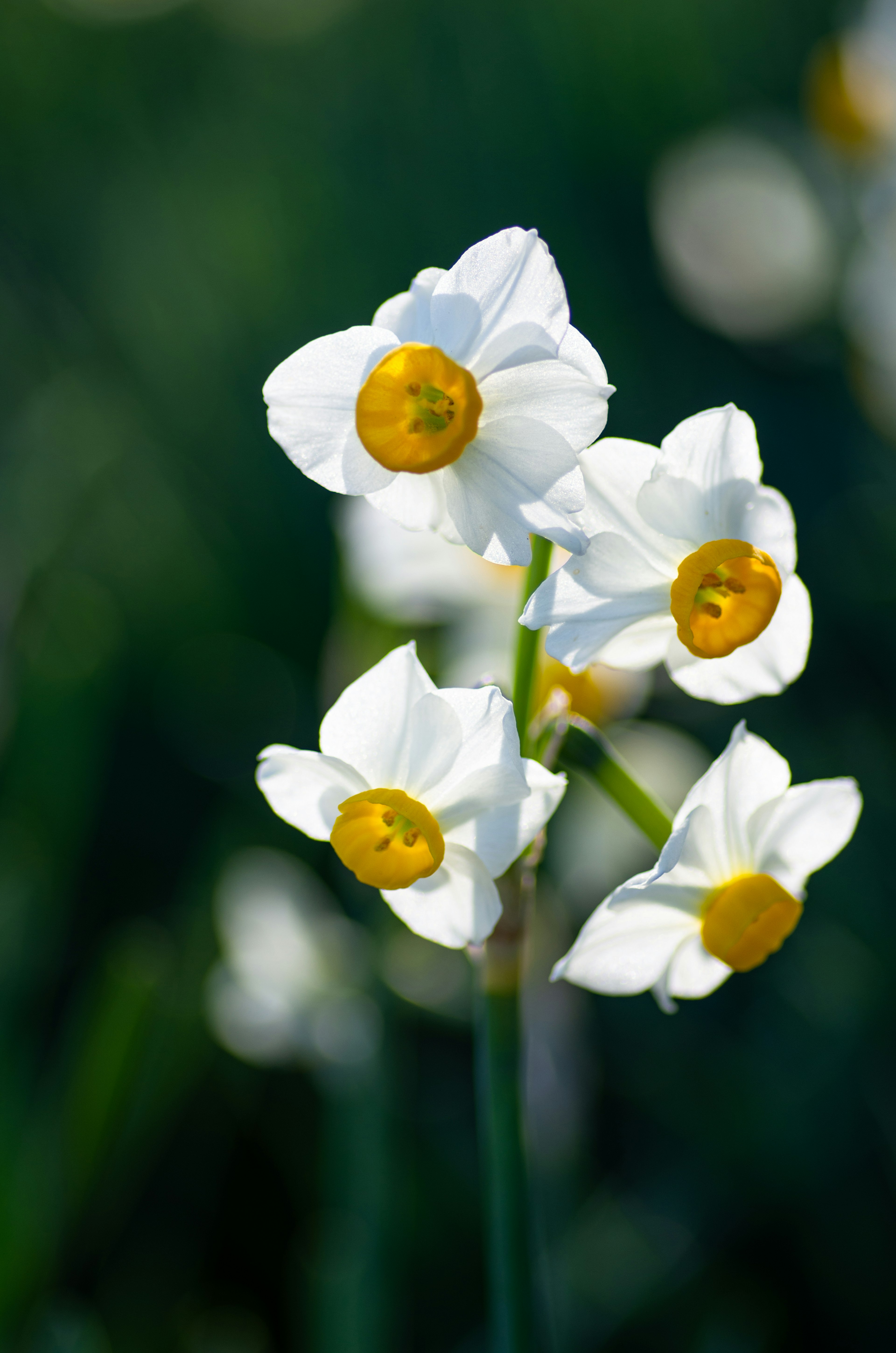 Grupo de flores de narcisos blancos con centros amarillos