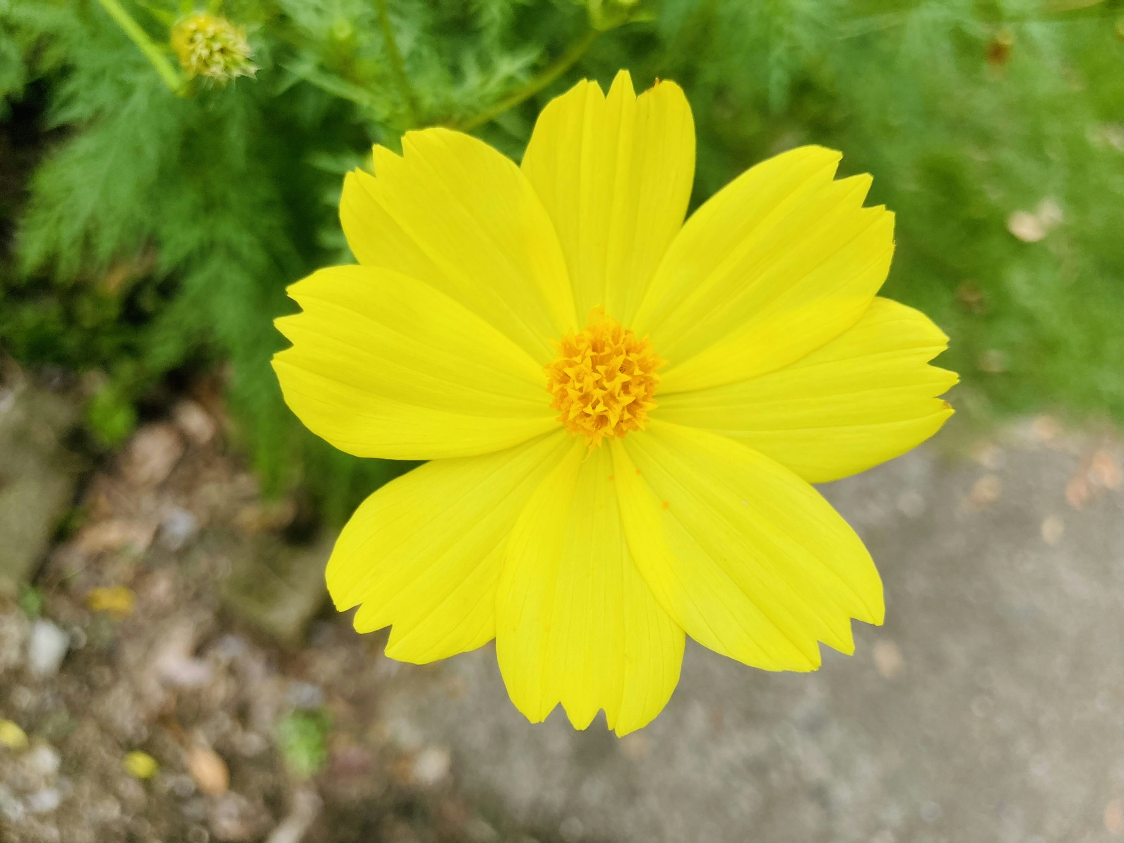 鮮やかな黄色の花が咲いている様子