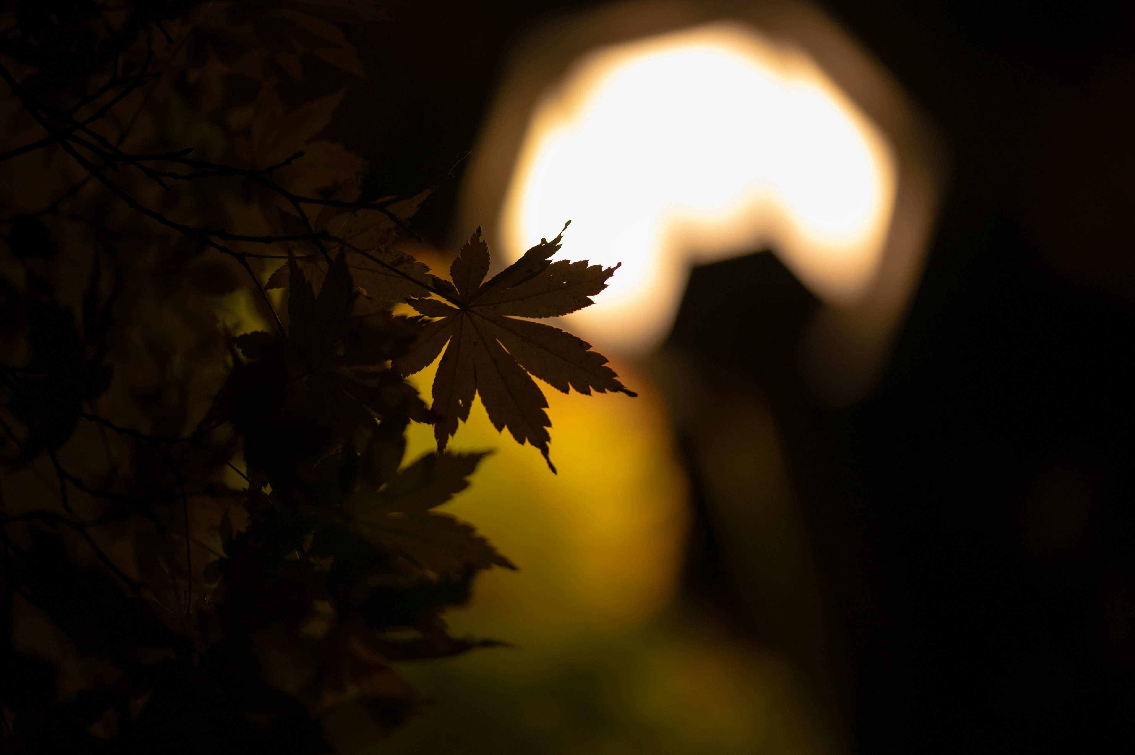 Silhouette von Blättern mit sanftem Licht im Hintergrund bei Nacht