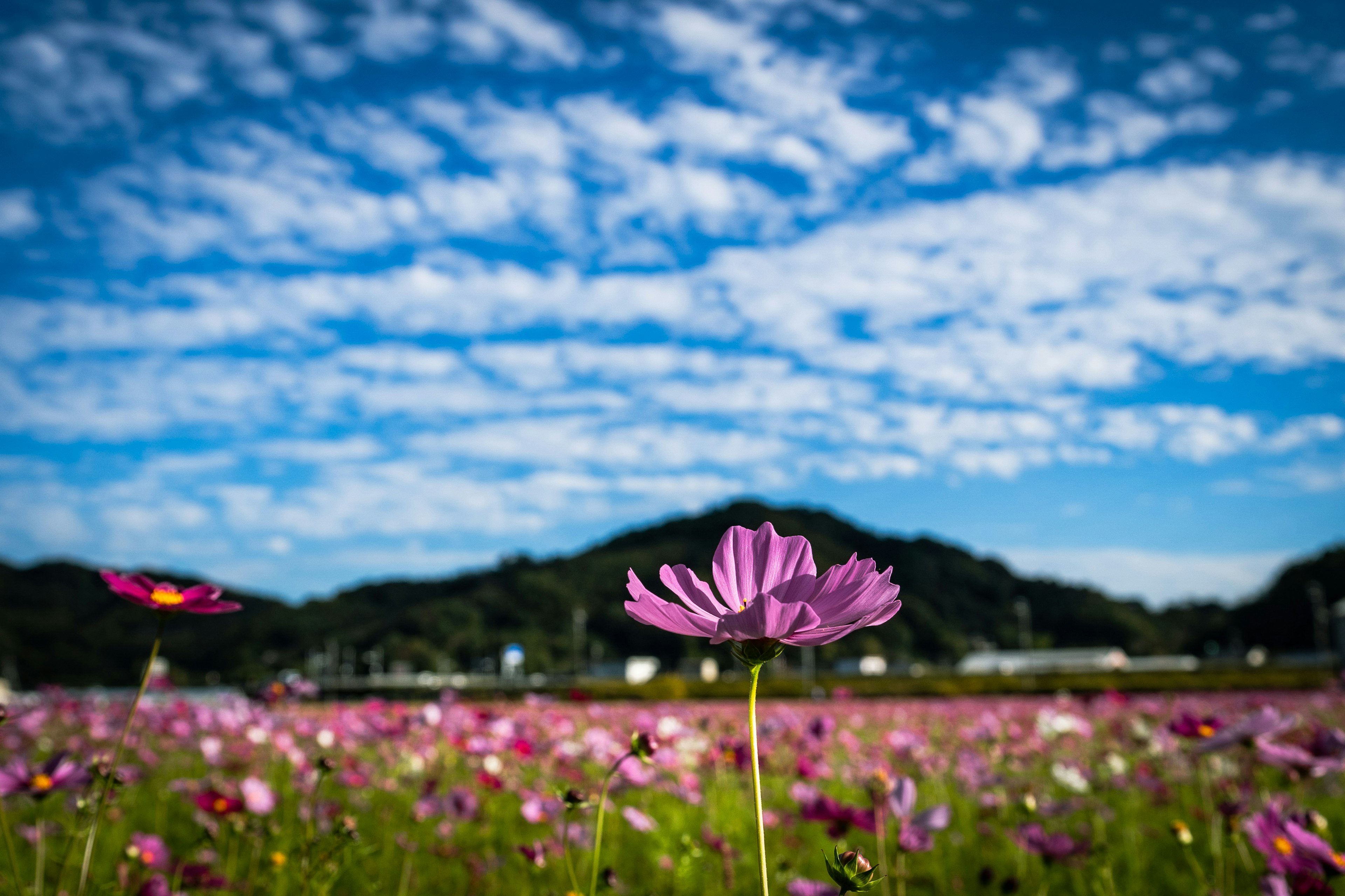 青空と白い雲の下に咲くコスモスの花