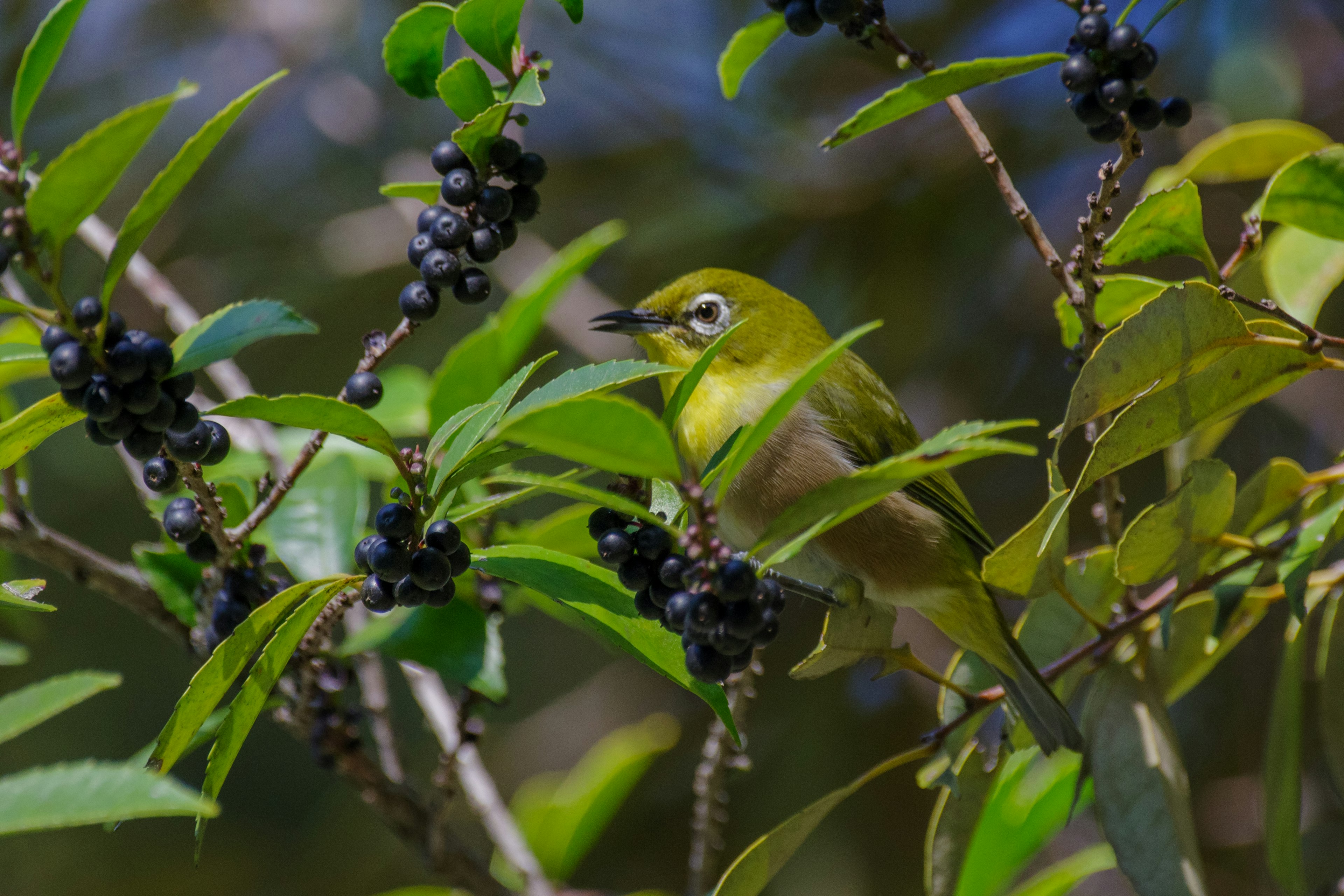 Un piccolo uccello verde vicino a frutti neri su un ramo