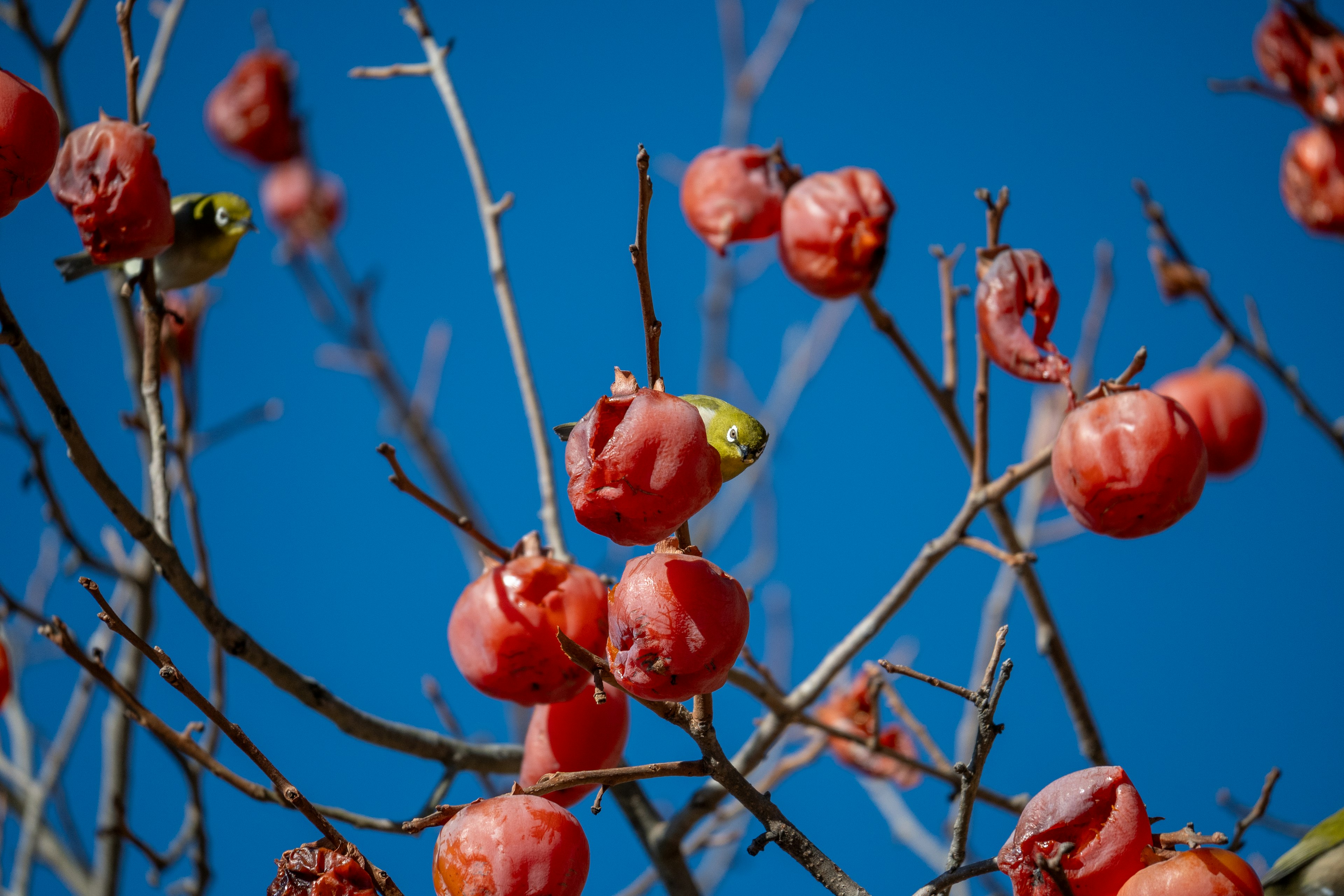 Une scène d'oiseaux perchés sur des branches avec des fruits rouges sous un ciel bleu