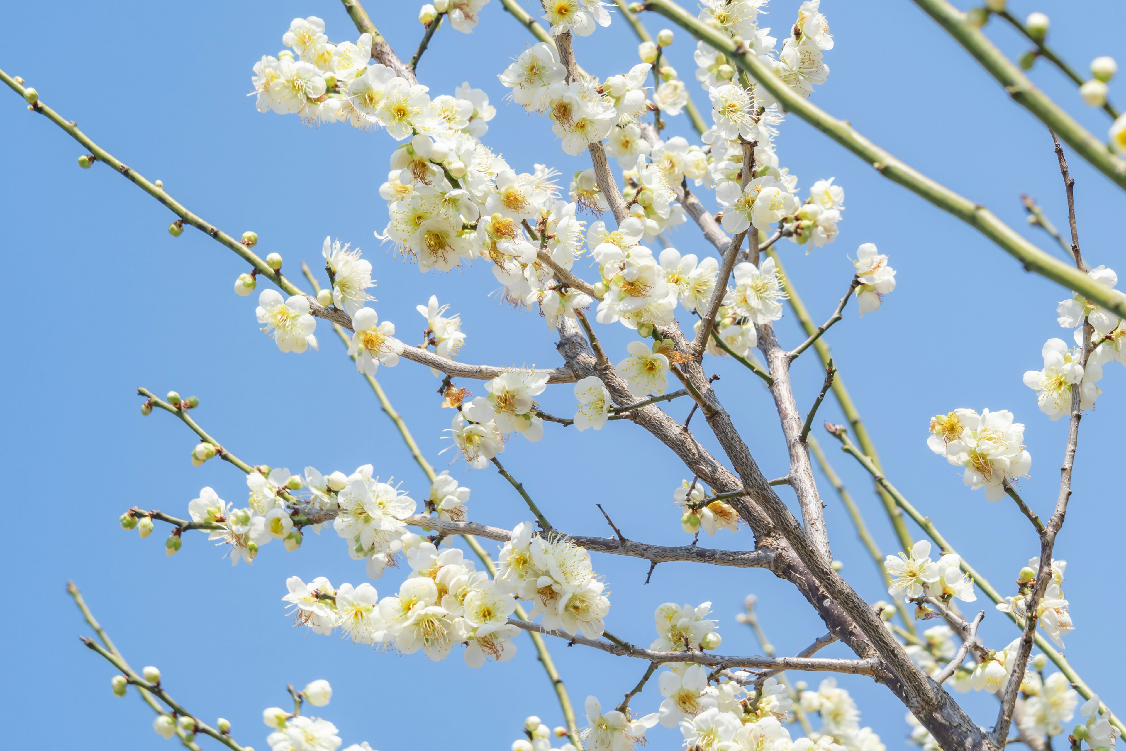 Weiß blühende Blumen an Zweigen vor einem blauen Himmel