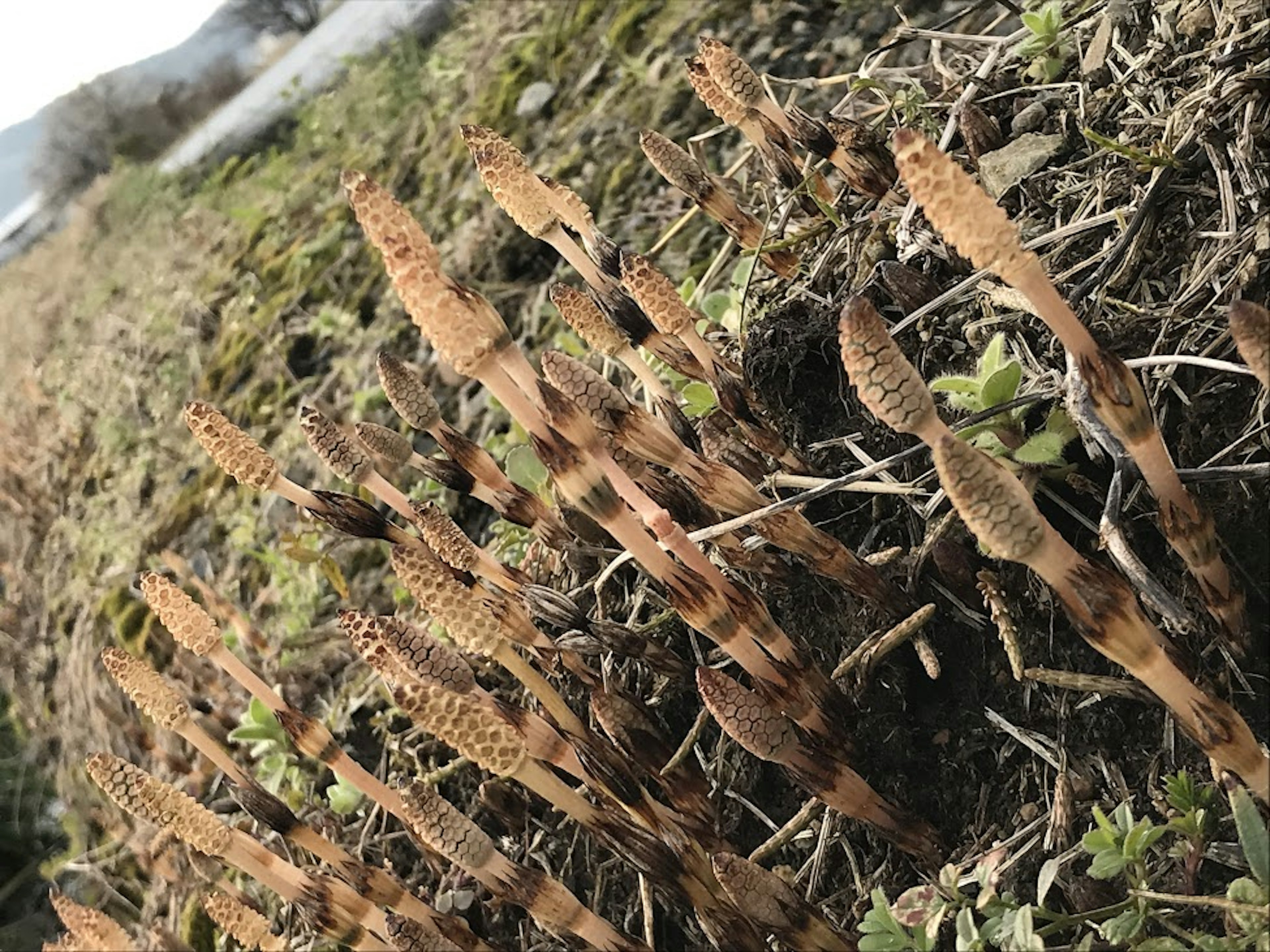 Immagine di giovani germogli di equiseto che emergono dal terreno