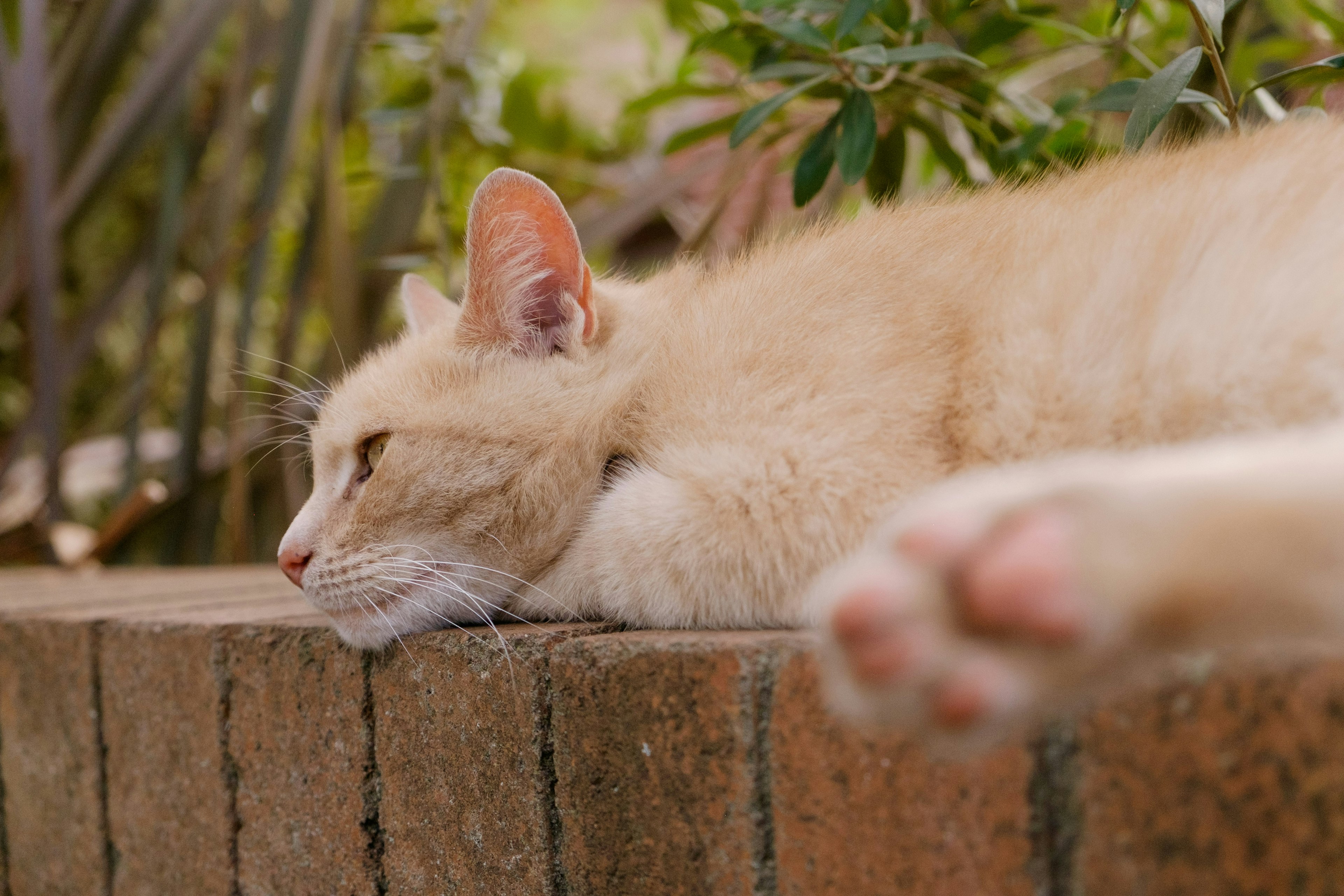 Gatto arancione sdraiato rilassato su una superficie di mattoni