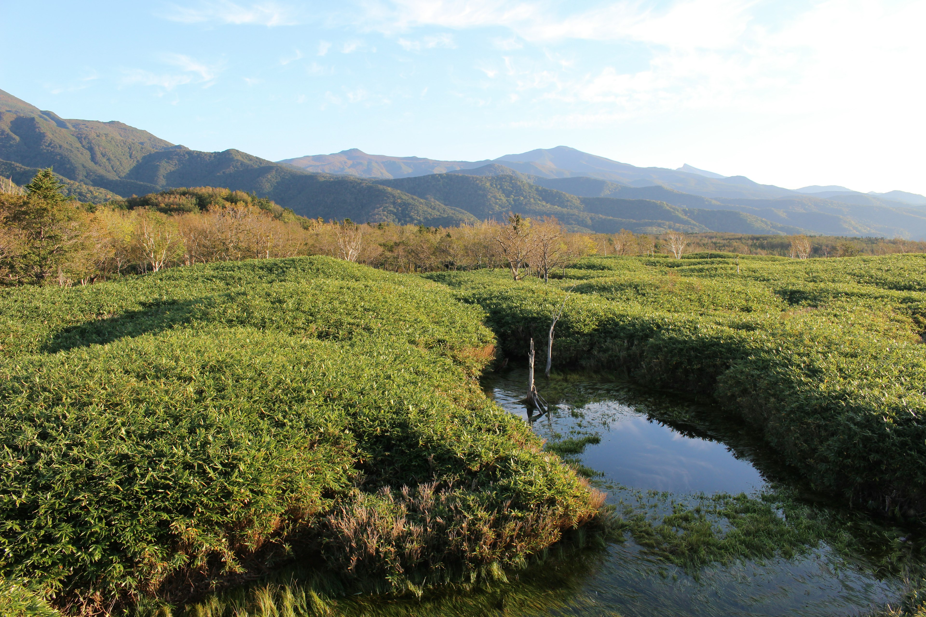 Zone umide lussureggianti con montagne lontane sullo sfondo