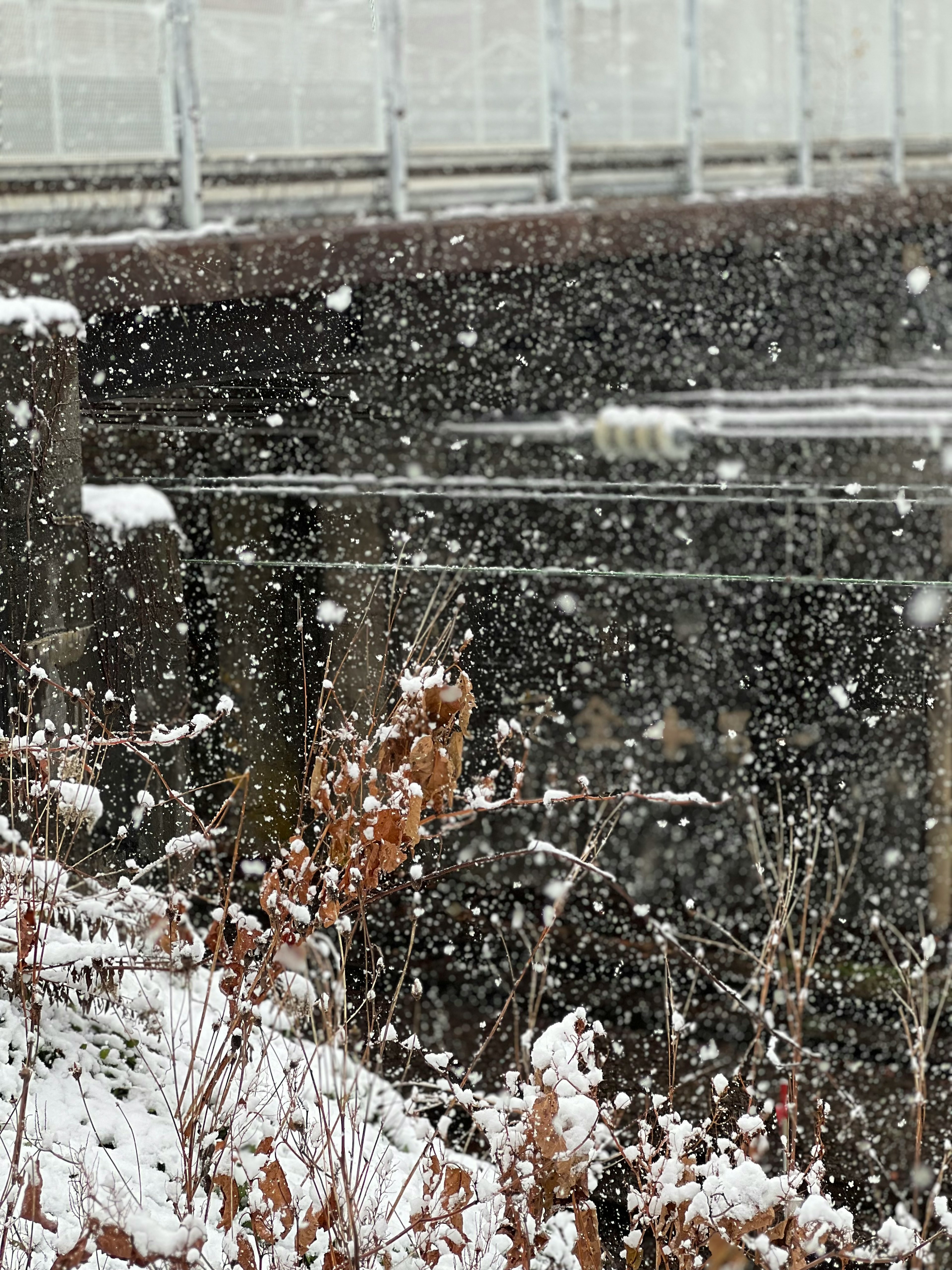 Neve che cade su erba marrone con sfondo sfocato