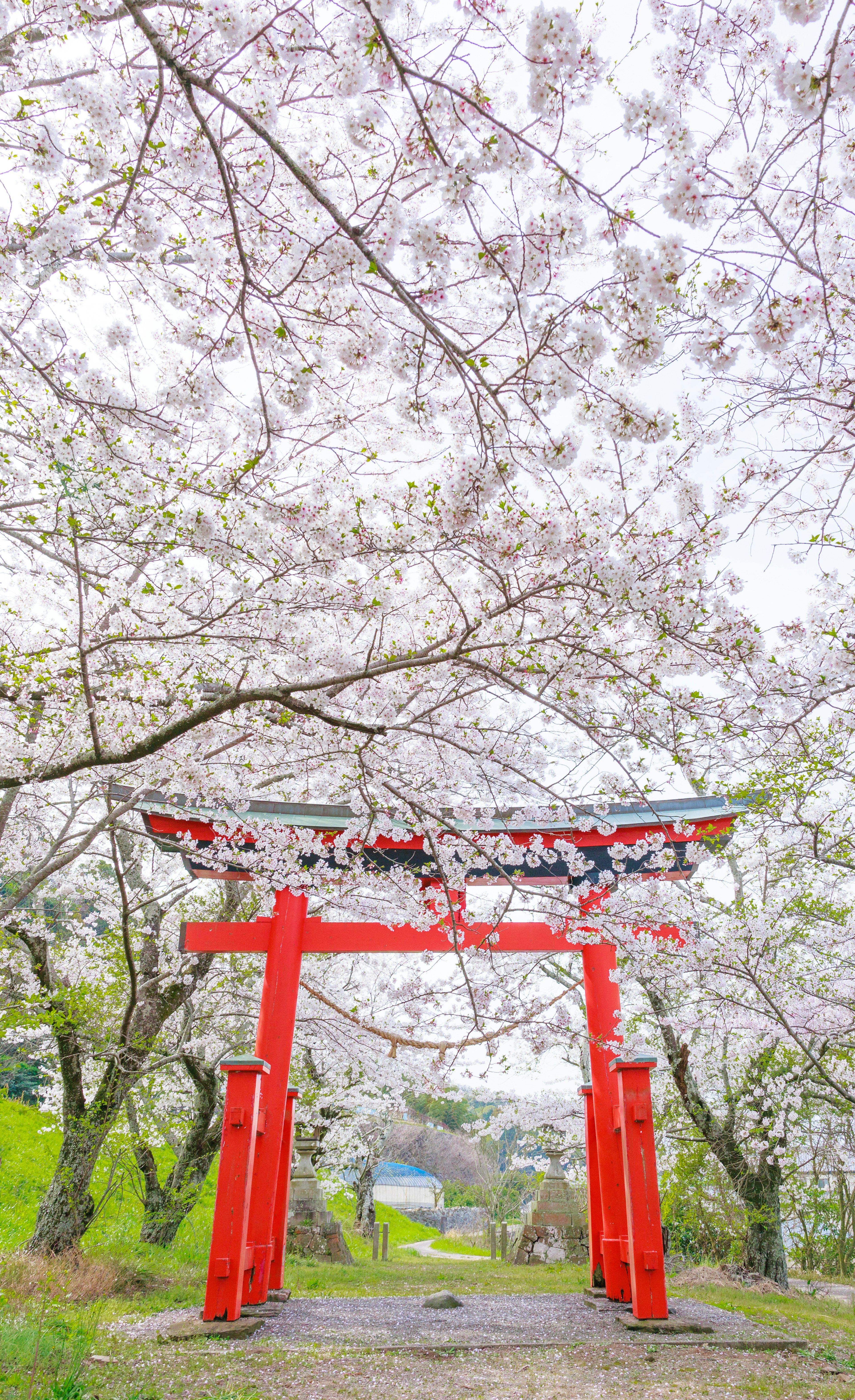 Un portail torii rouge sous des cerisiers en fleurs