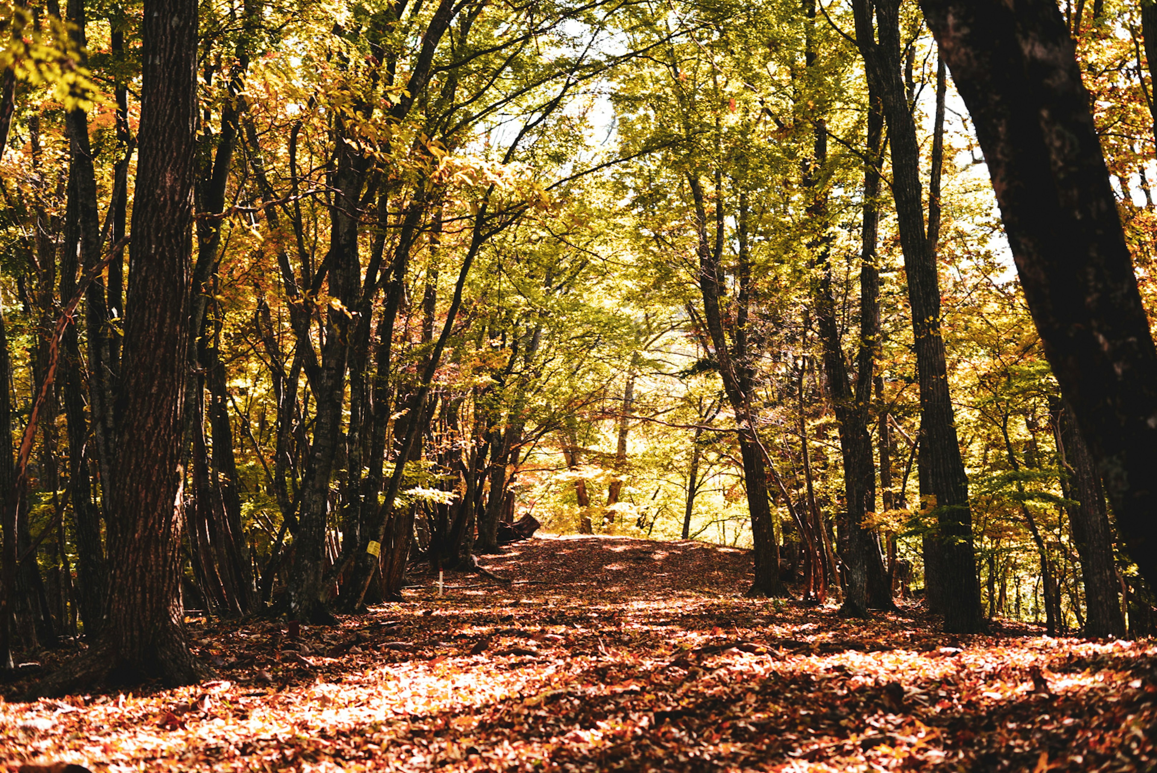 Sentier forestier recouvert de feuilles d'automne