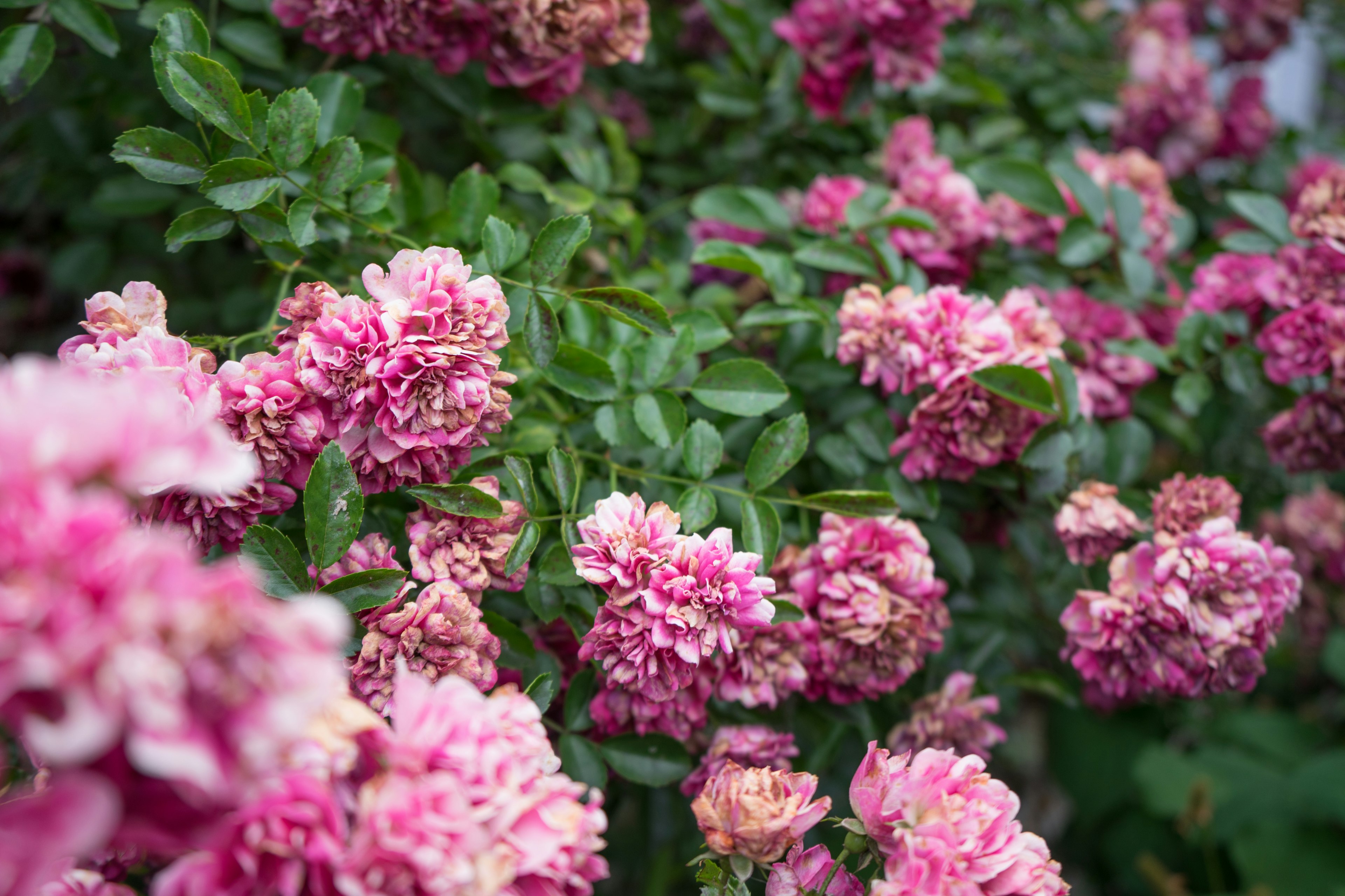 Primo piano di bellissimi fiori rosa circondati da foglie verdi