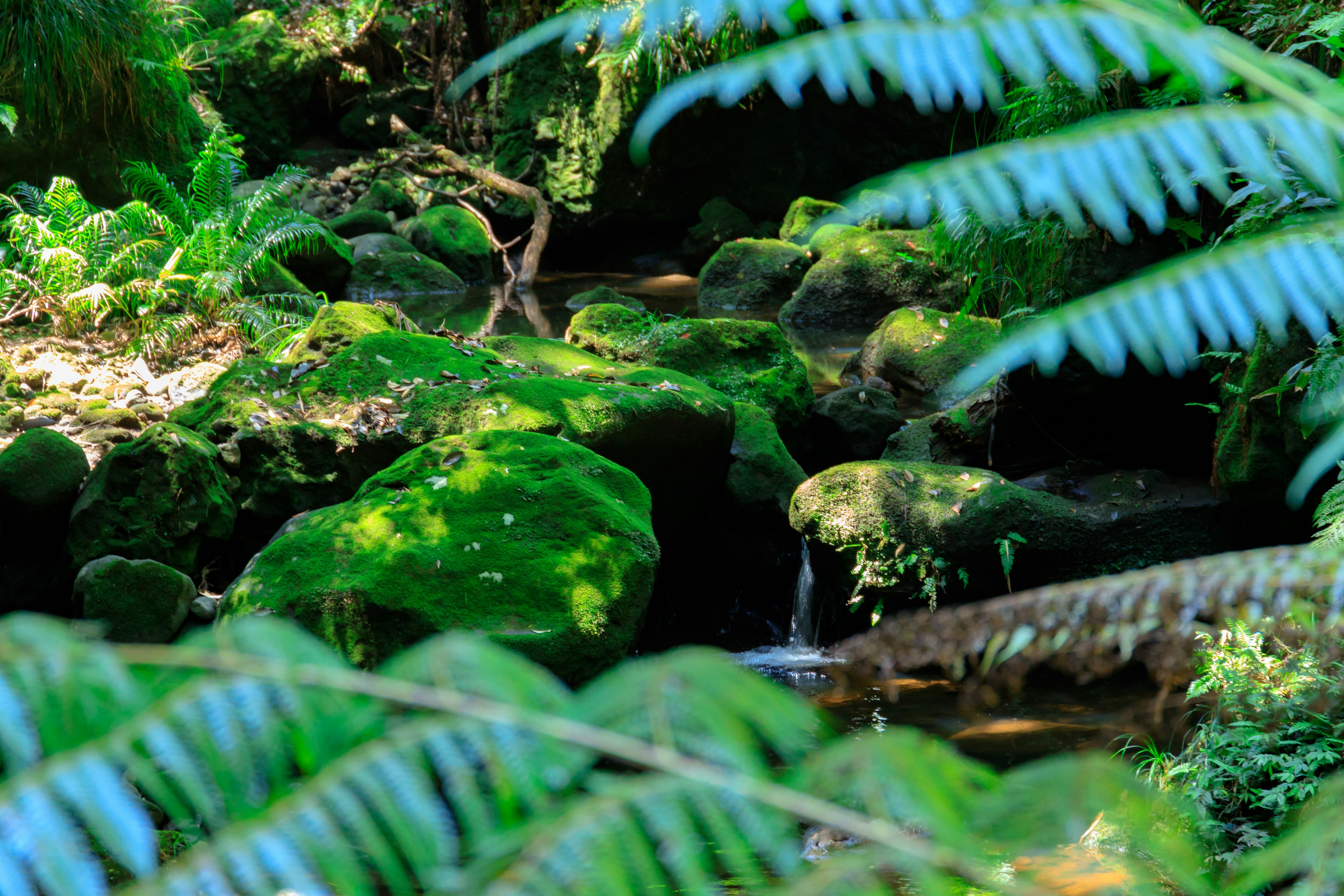 Forest scene with moss-covered rocks and a flowing stream