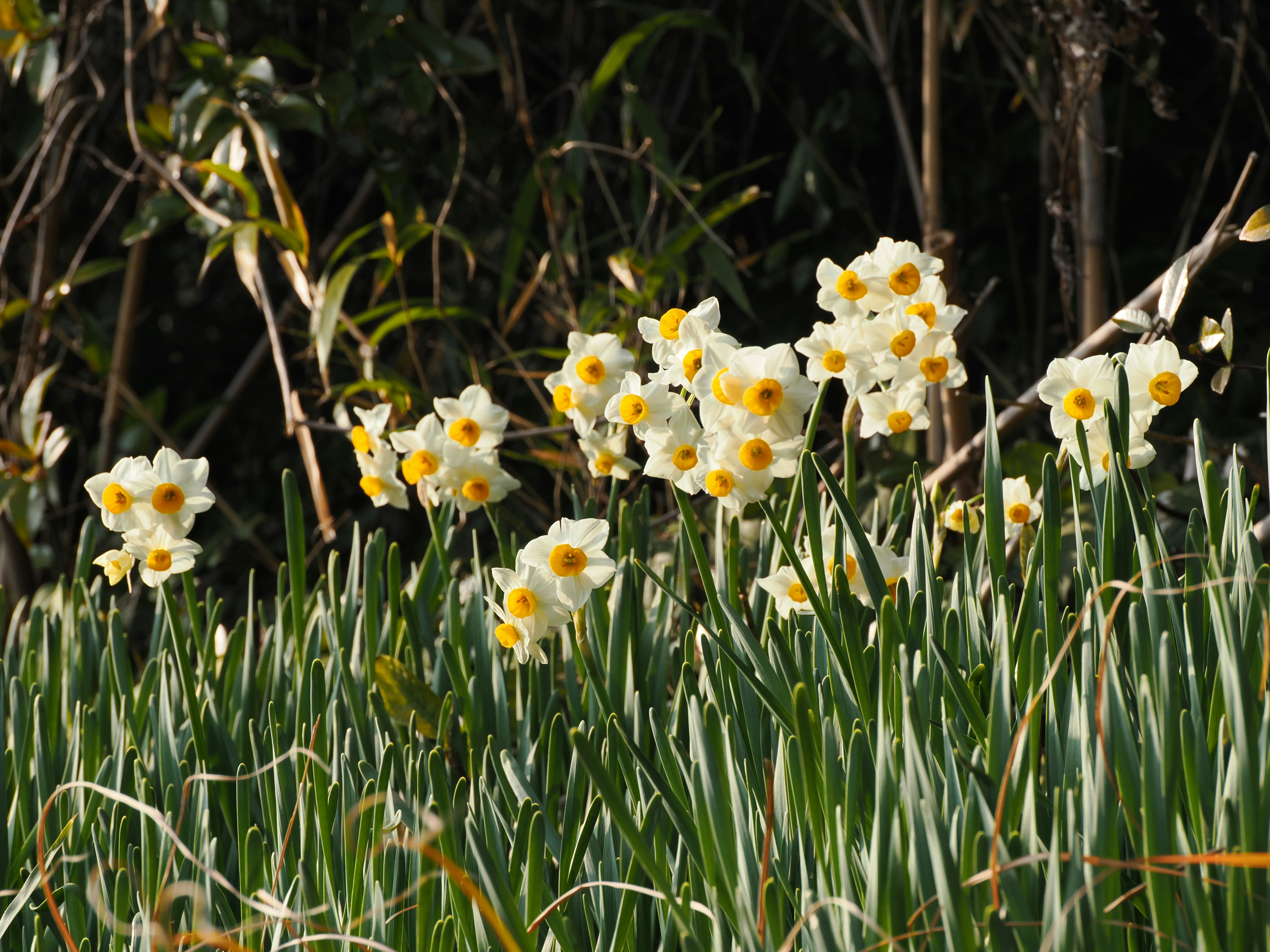 Weiße Narzissenblüten blühen zwischen grünem Gras