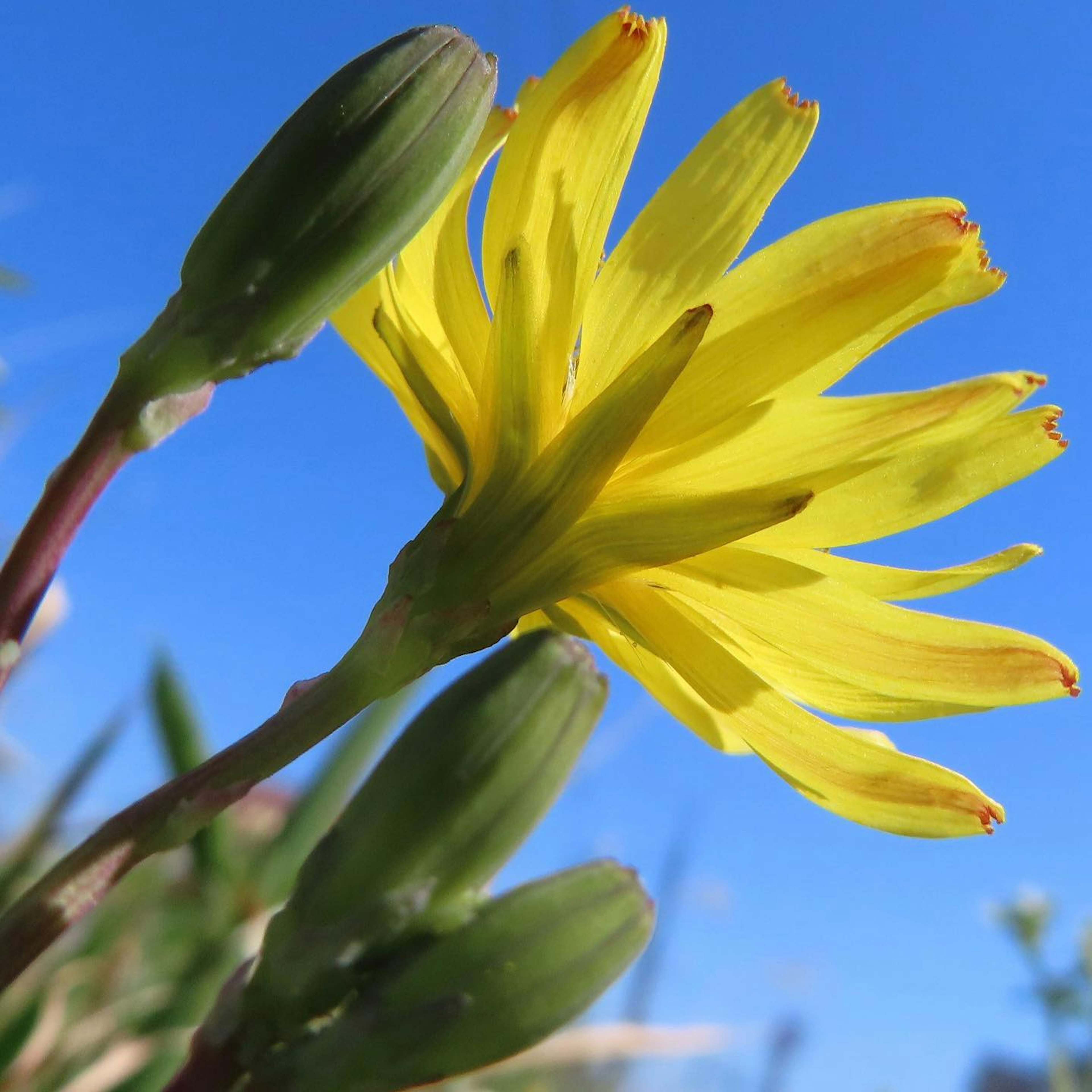 Nahaufnahme einer gelben Blume und grünen Knospen vor blauem Himmel