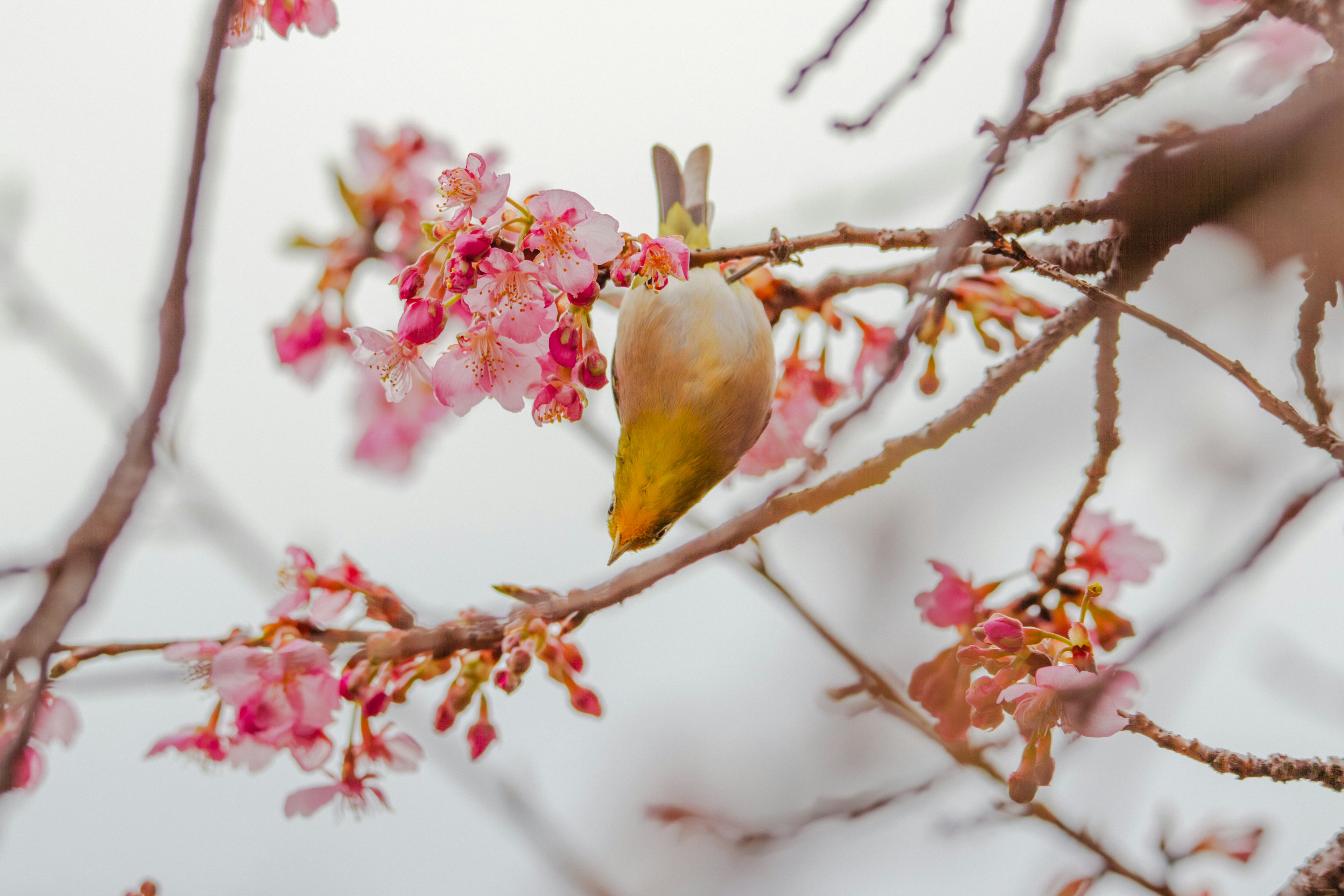 Un pequeño pájaro posado en flores de cerezo con un fondo suave y borroso