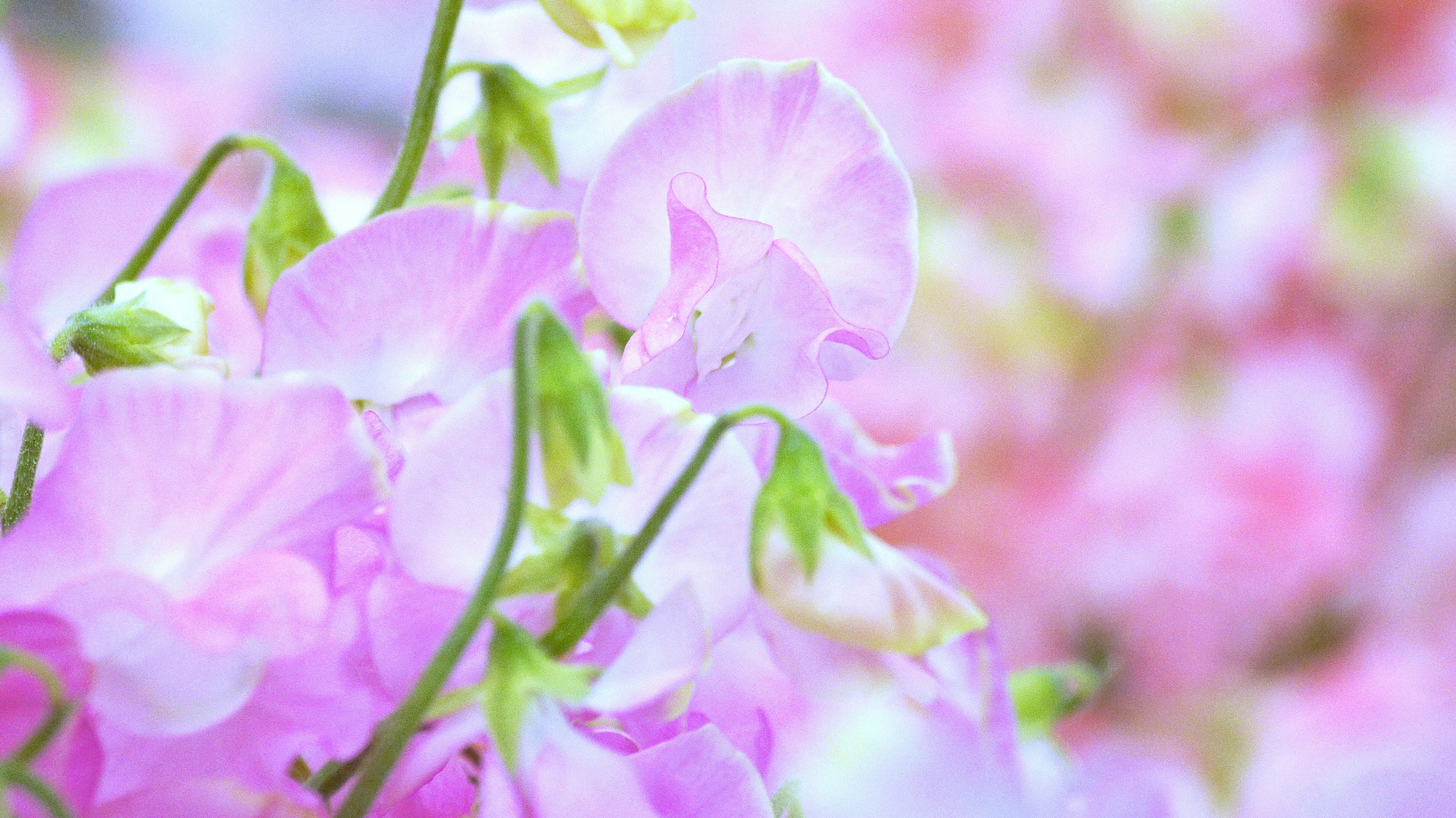 Delicate pink sweet pea flowers in bloom