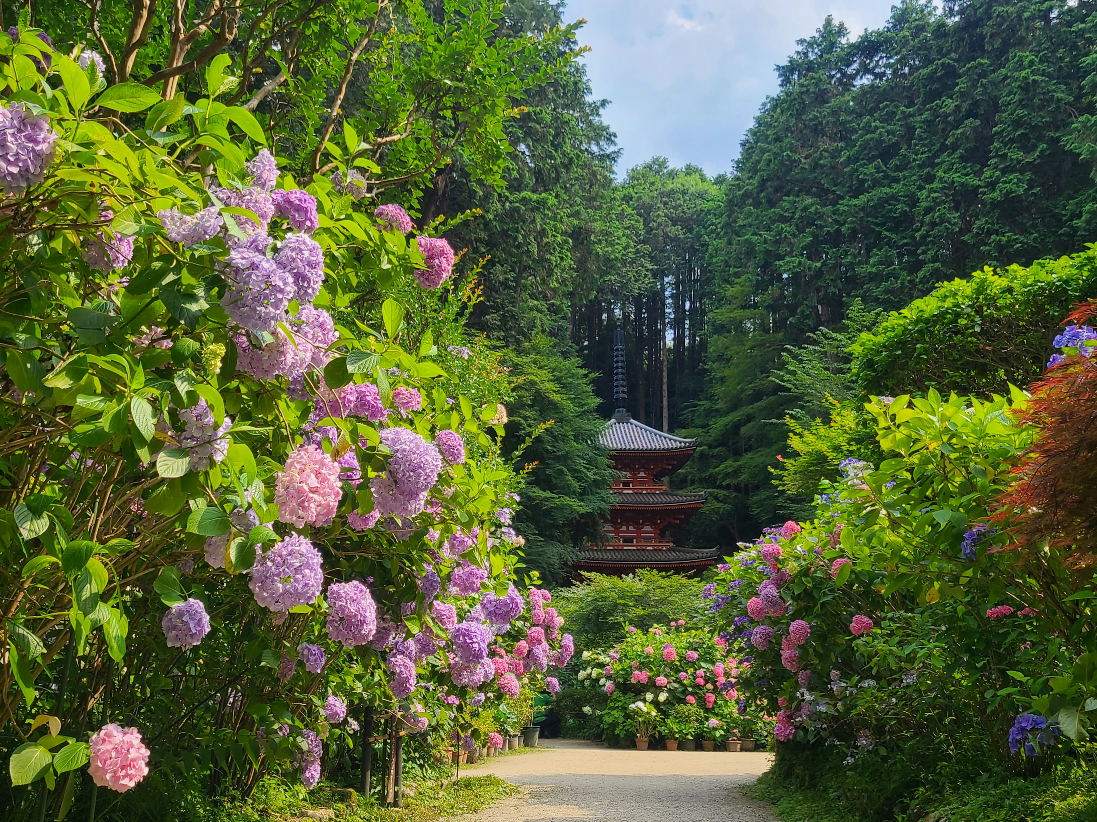 Allée verdoyante bordée d'hortensias en fleurs et d'un bâtiment en arrière-plan