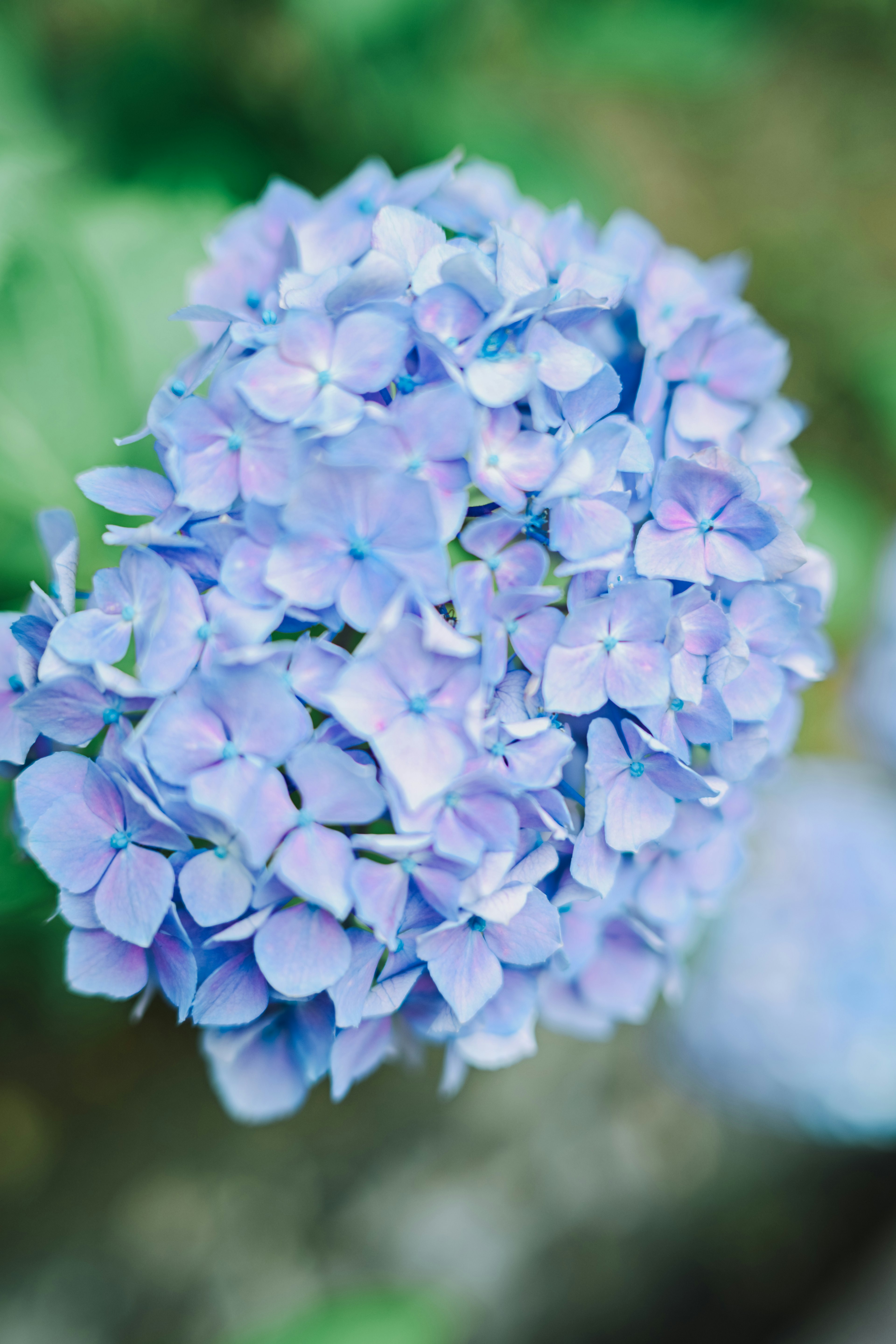 Blue and purple hydrangea bloom in focus