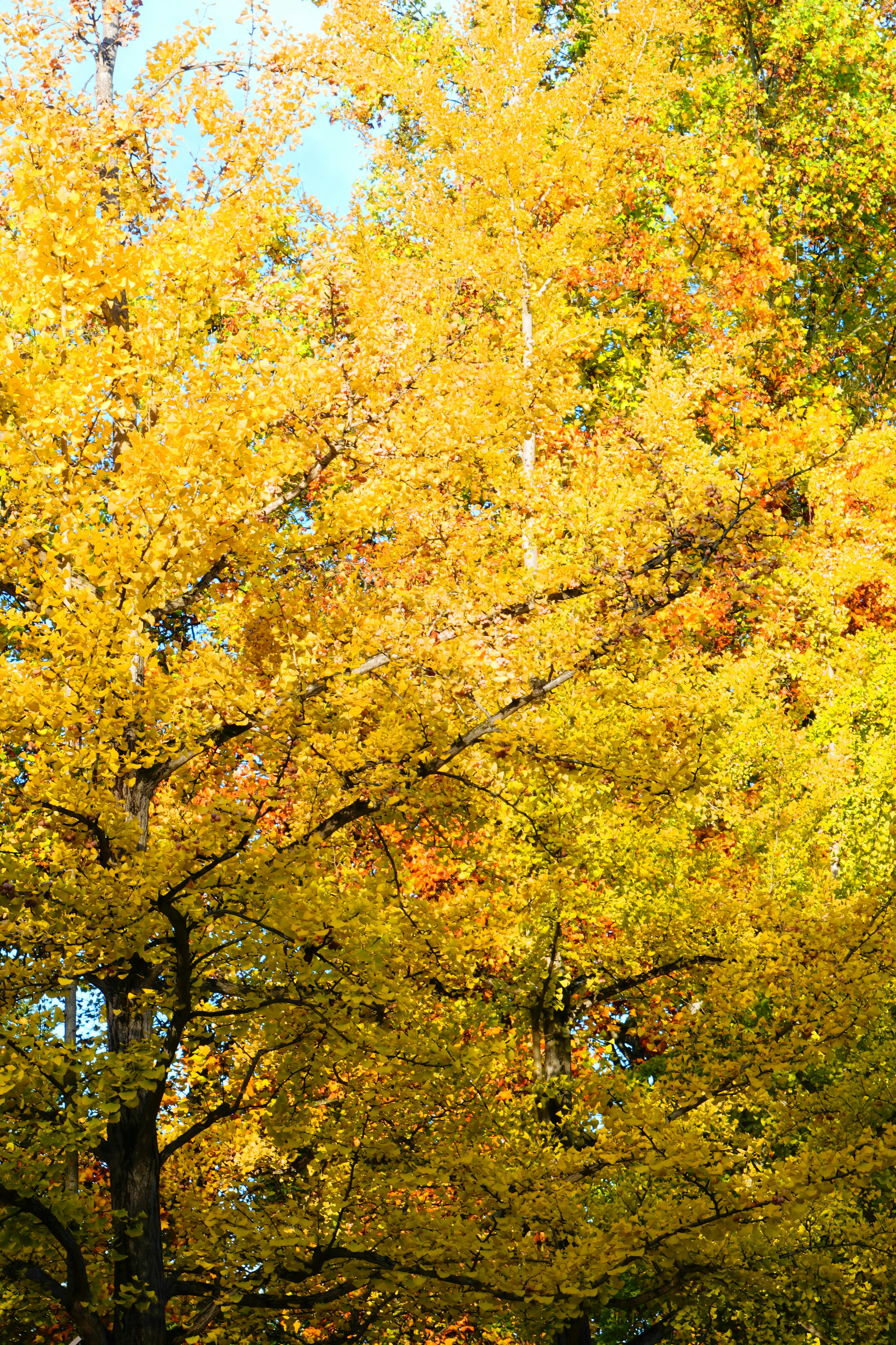 Acercamiento de árboles con hojas de otoño amarillas vibrantes