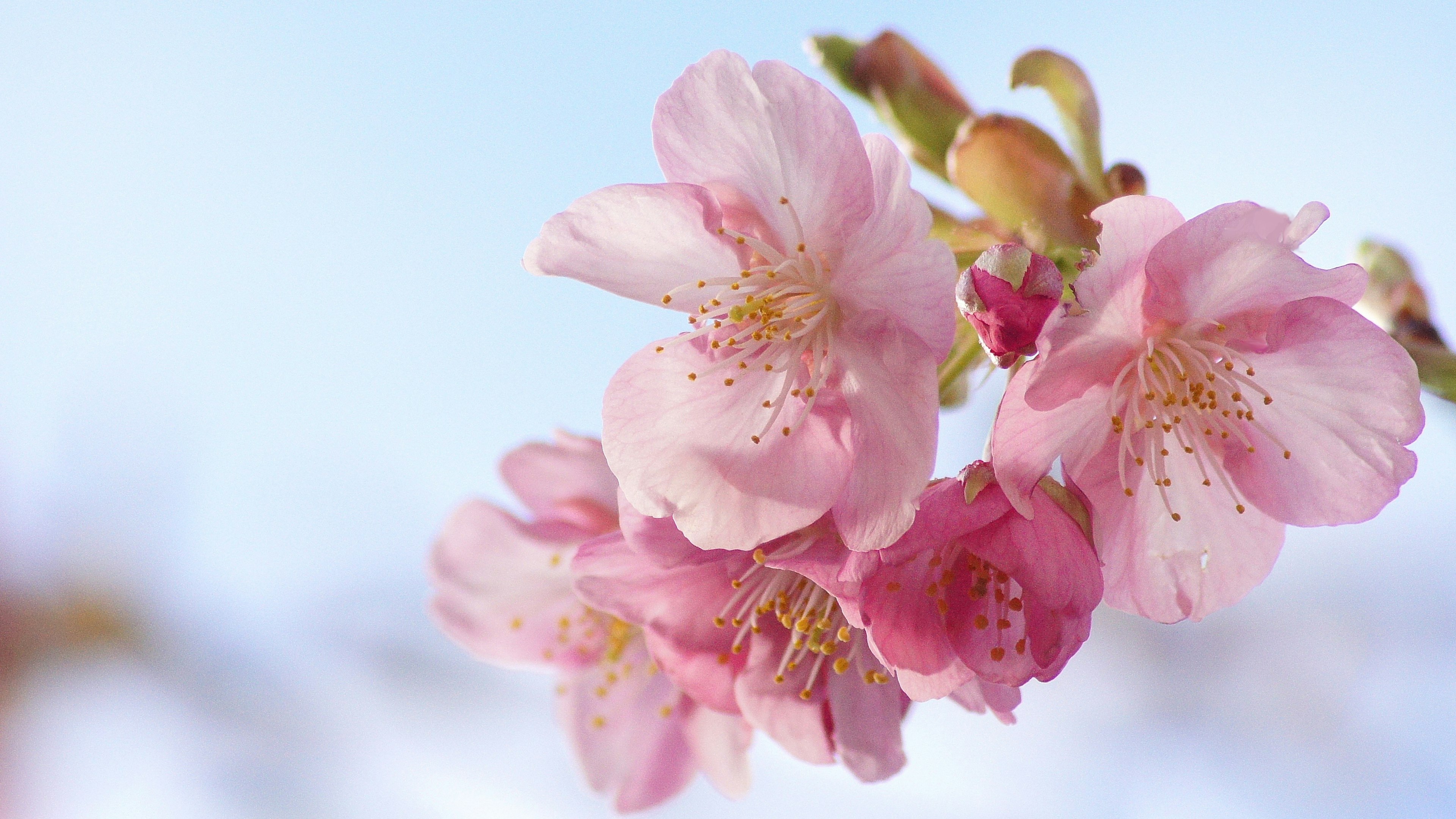 Hermosas flores de cerezo rosas contra un cielo azul